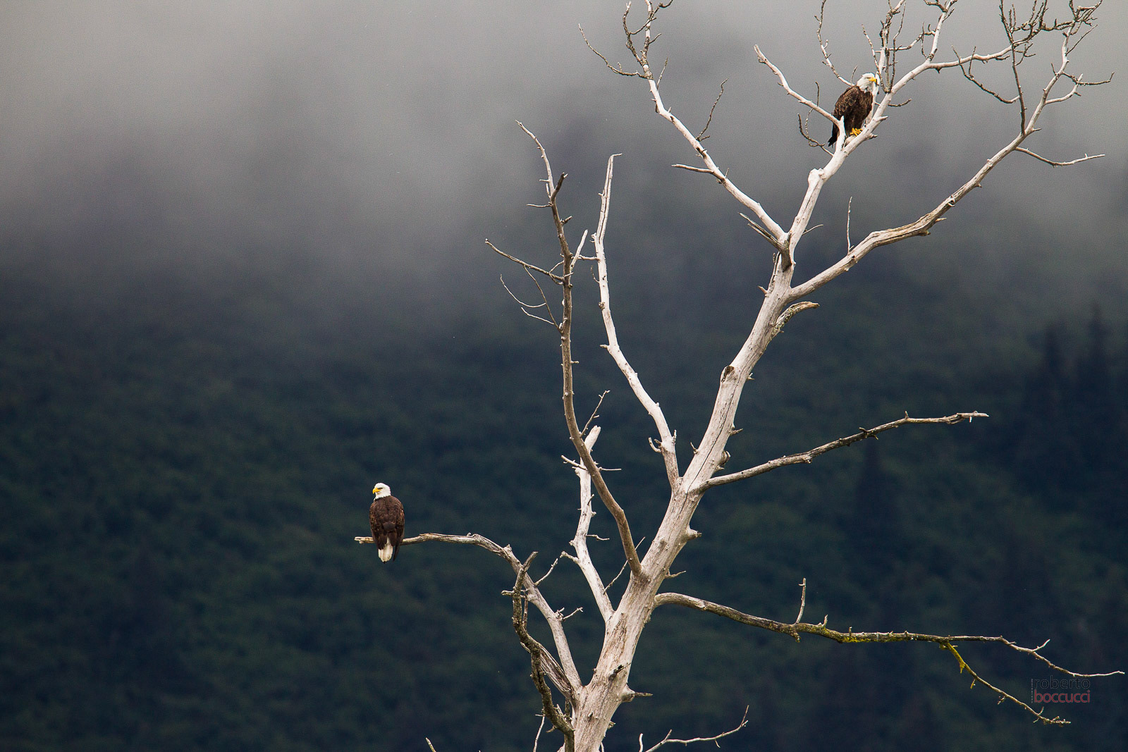 Bald Eagle (Seward)