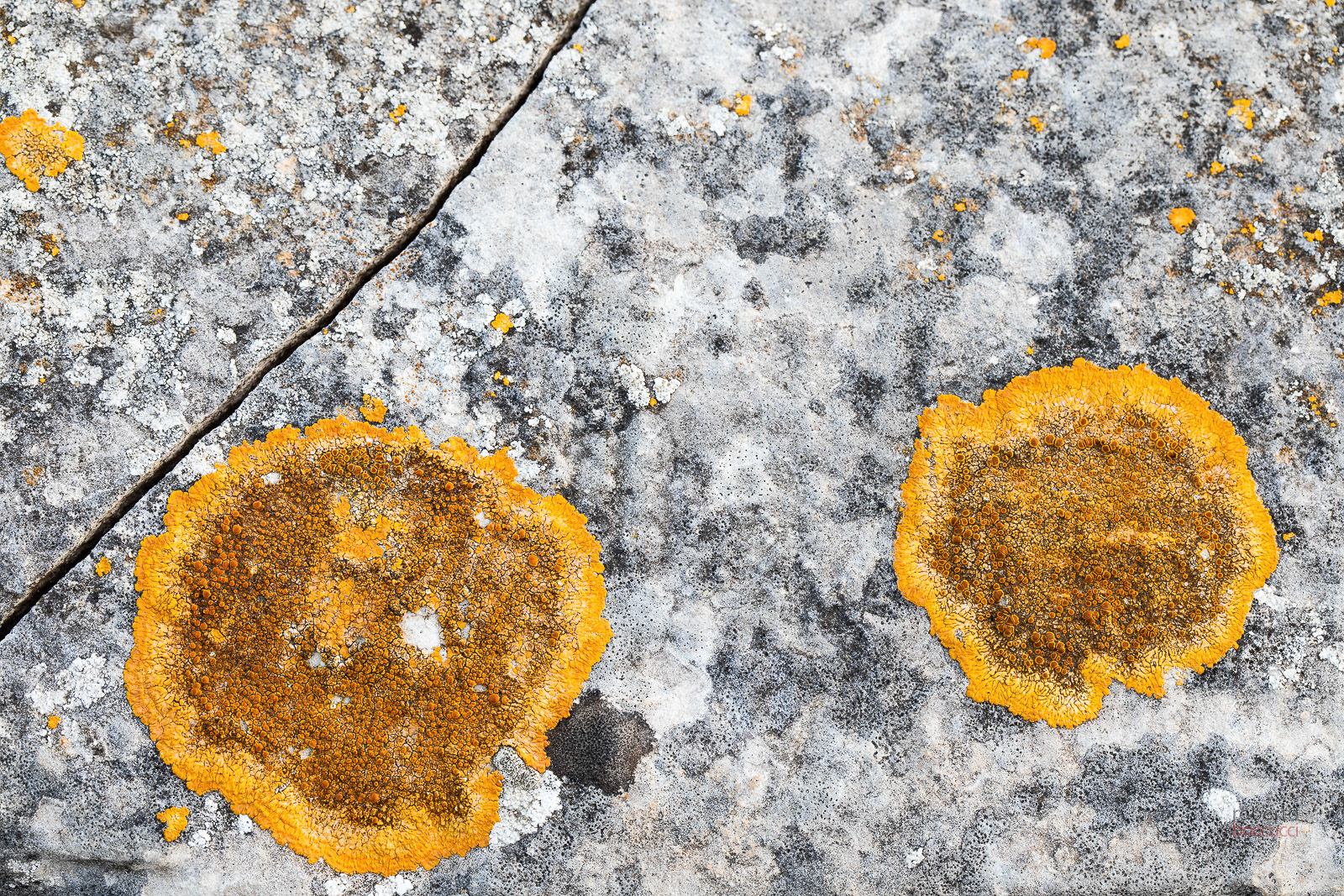 I saw a bunch of lichens in a dry stone wall ... and spent all day there ....