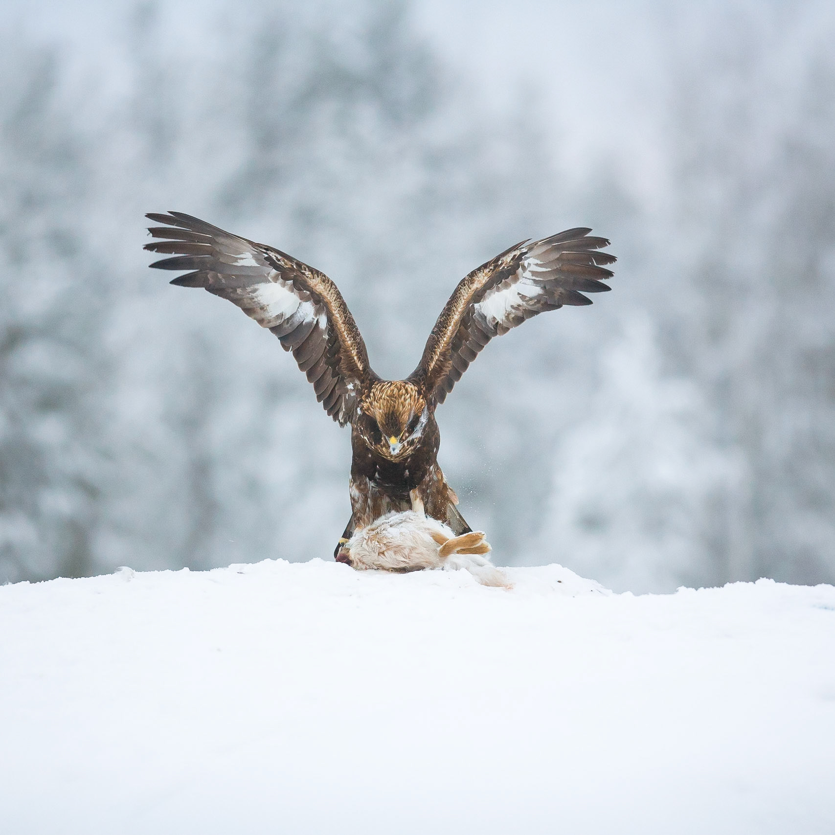 Golden Eagle (Finland)
