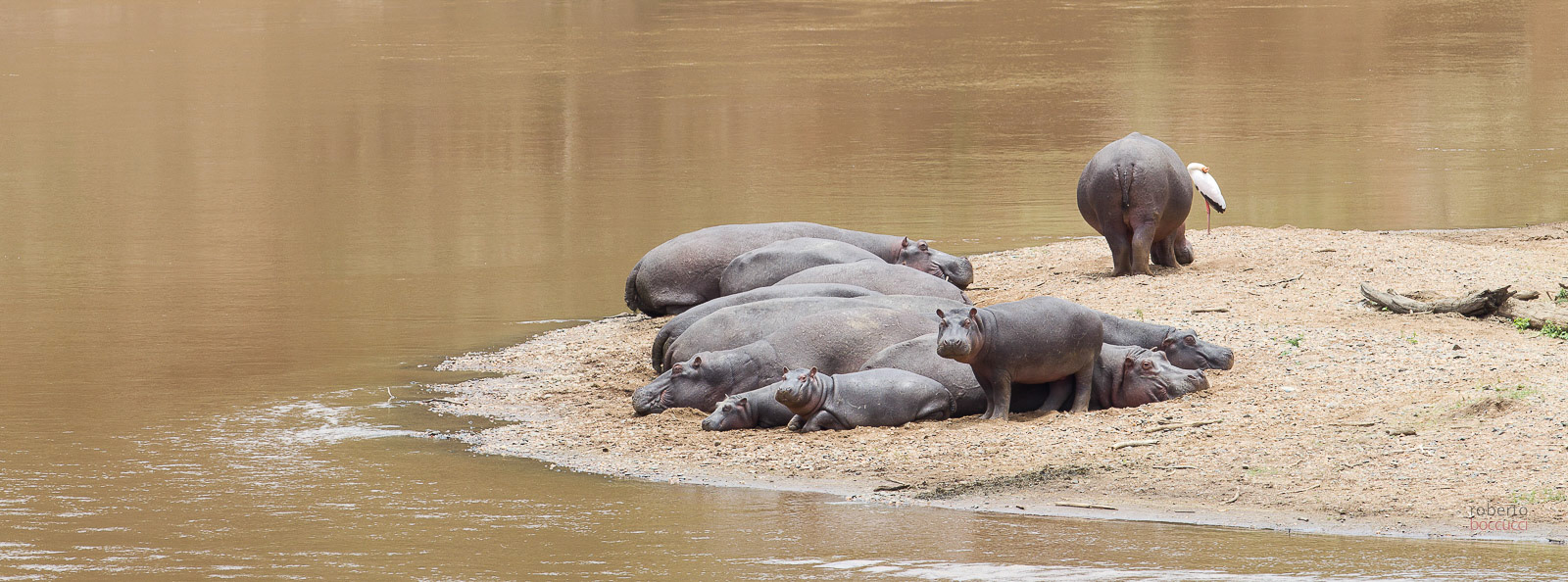 Ippopotami (Masai Mara)