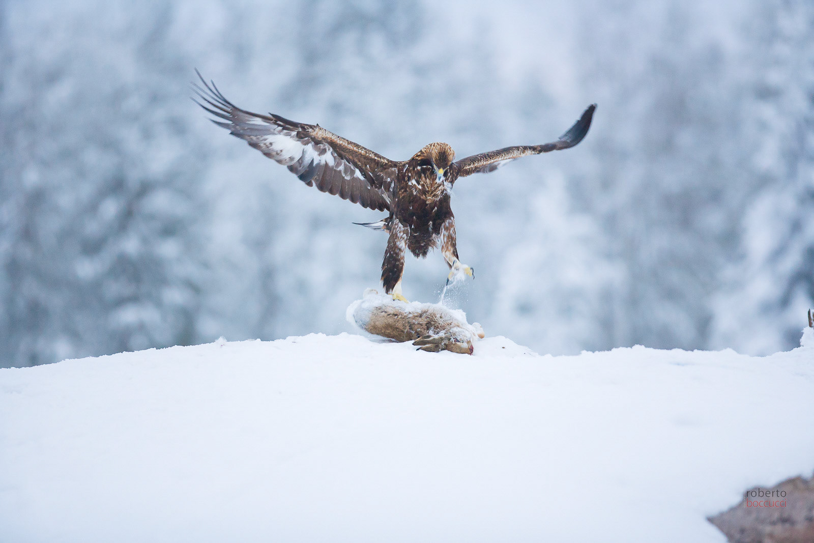 Golden Eagle (Finland)