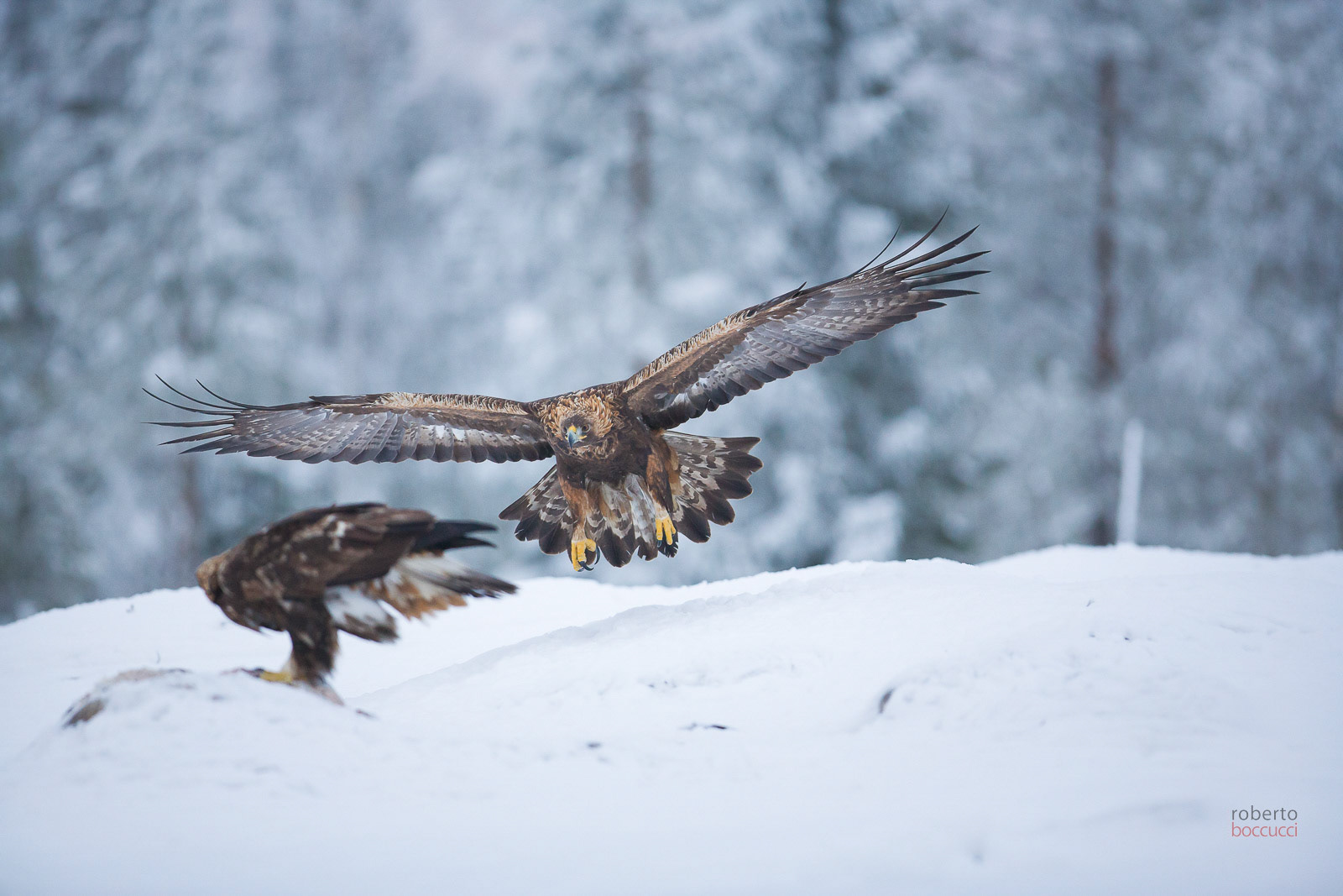 Golden Eagle (Finland)