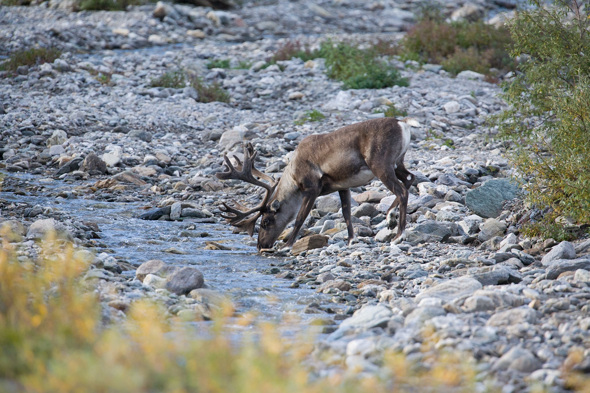 Caribou- Denali NP