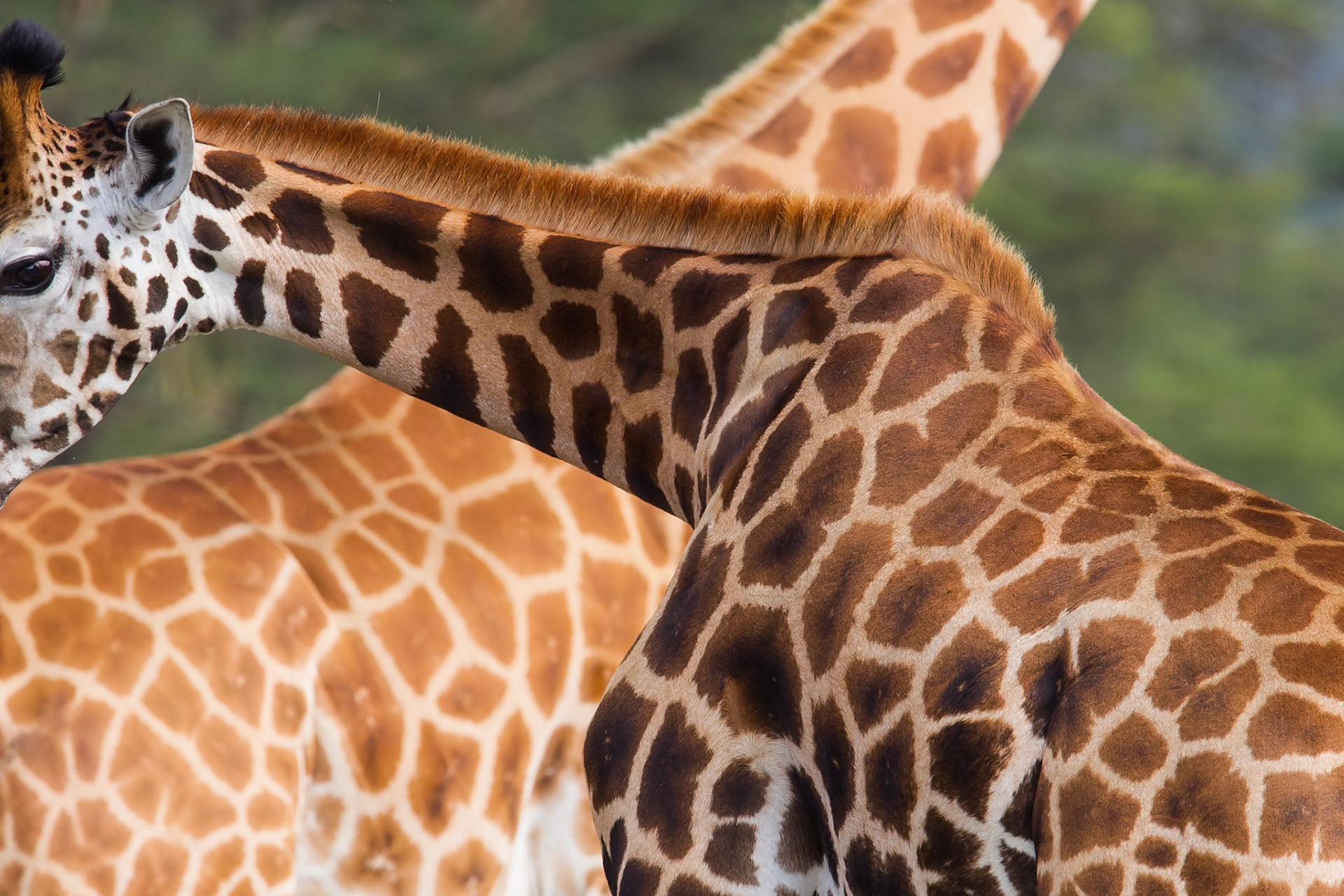 Giraffe di Rothschild (Lake Nakuru)