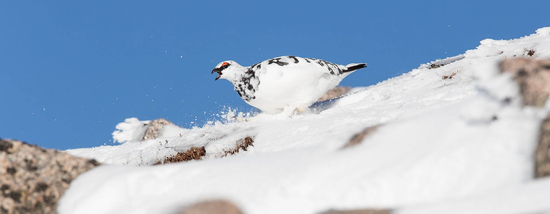 Ptarmigan