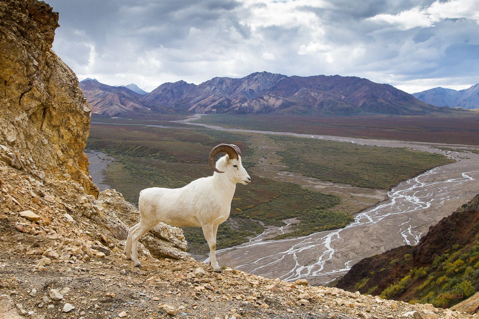 Dall Sheep (Denali NP)