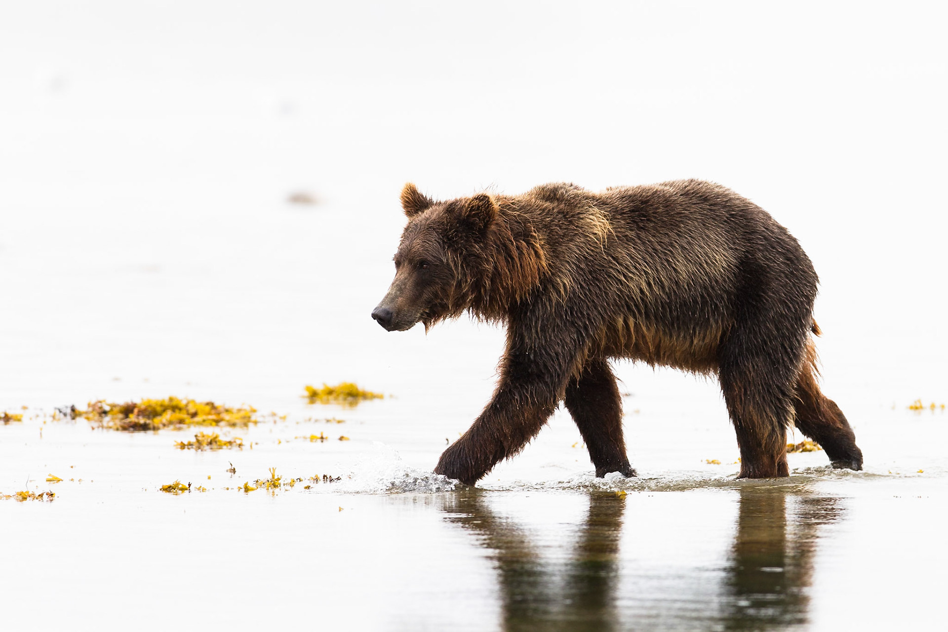 Grizzly - Geographic Harbor