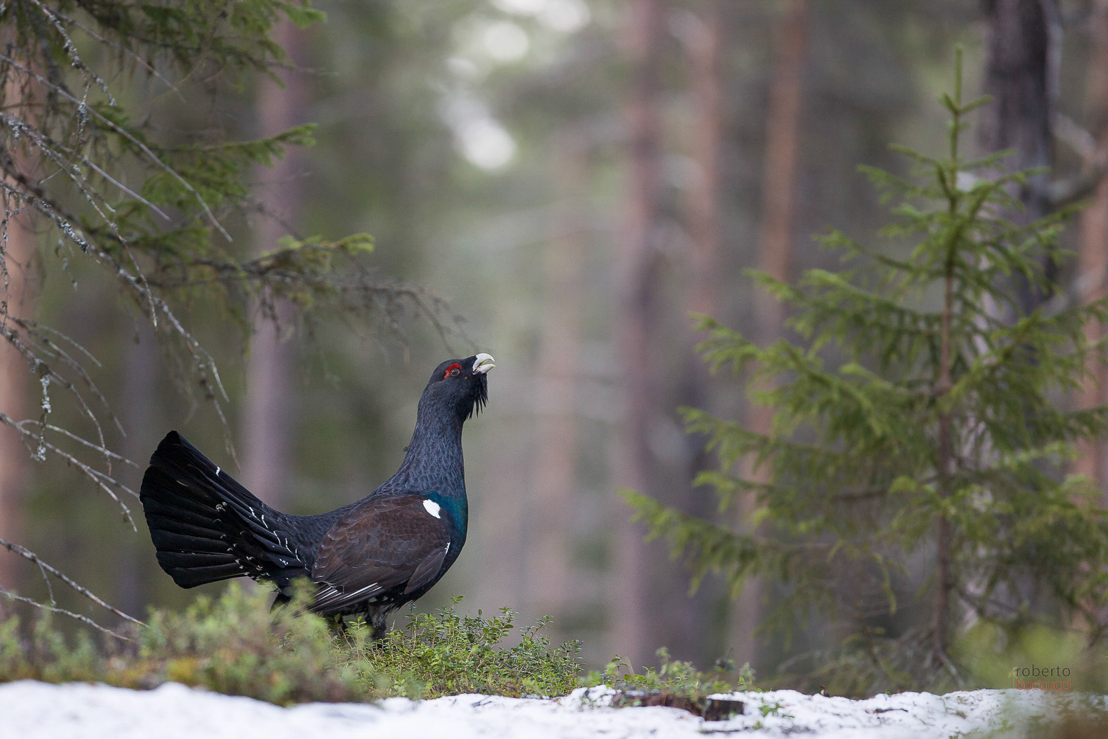 Capercaillie (Sweden)