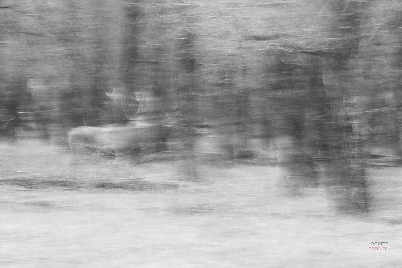 A ghost appears in the dark wood...