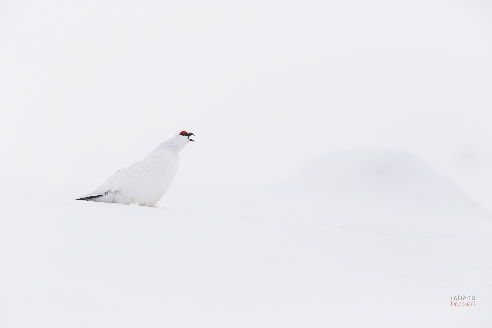 Ptarmigan