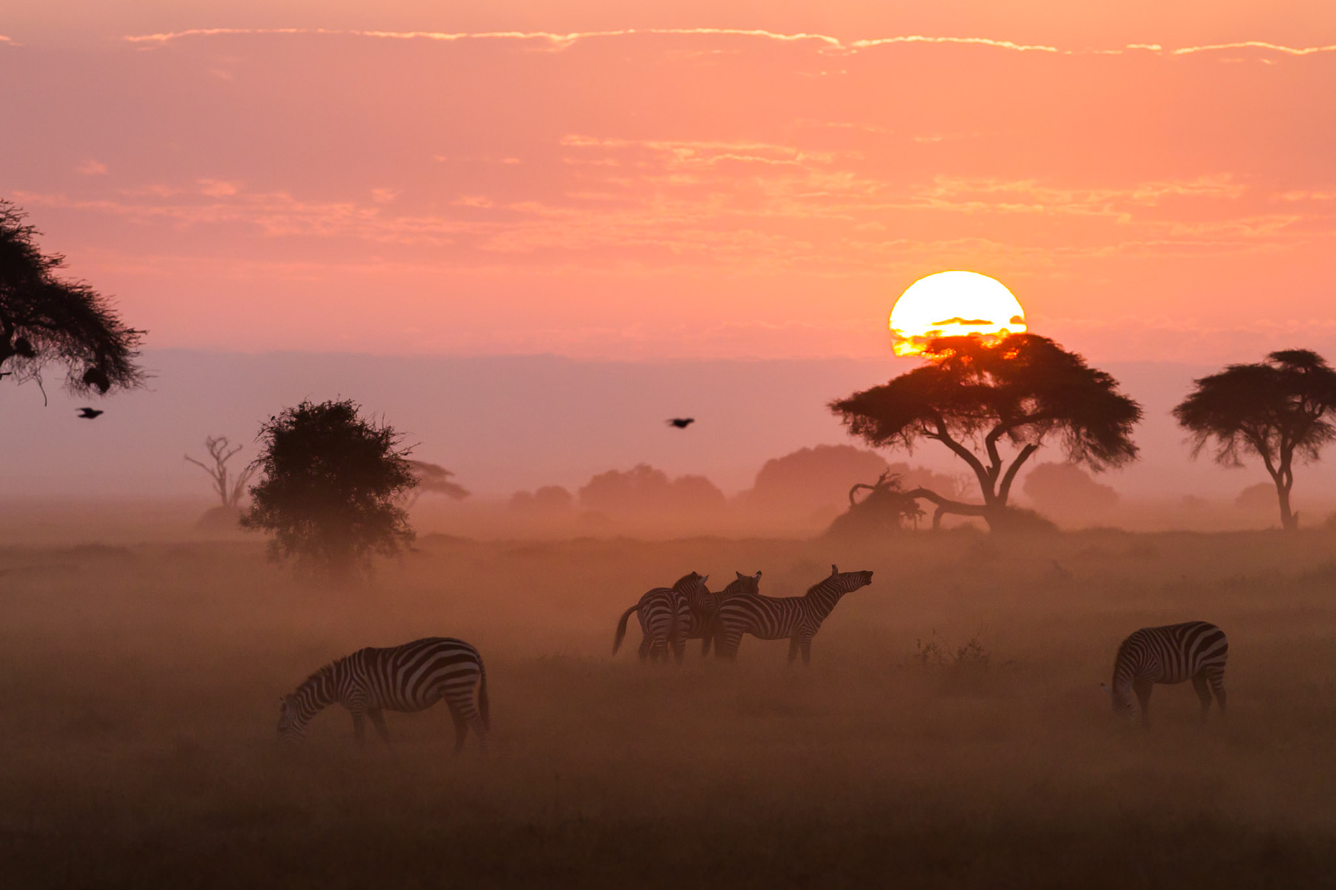 Zebre - Amboseli