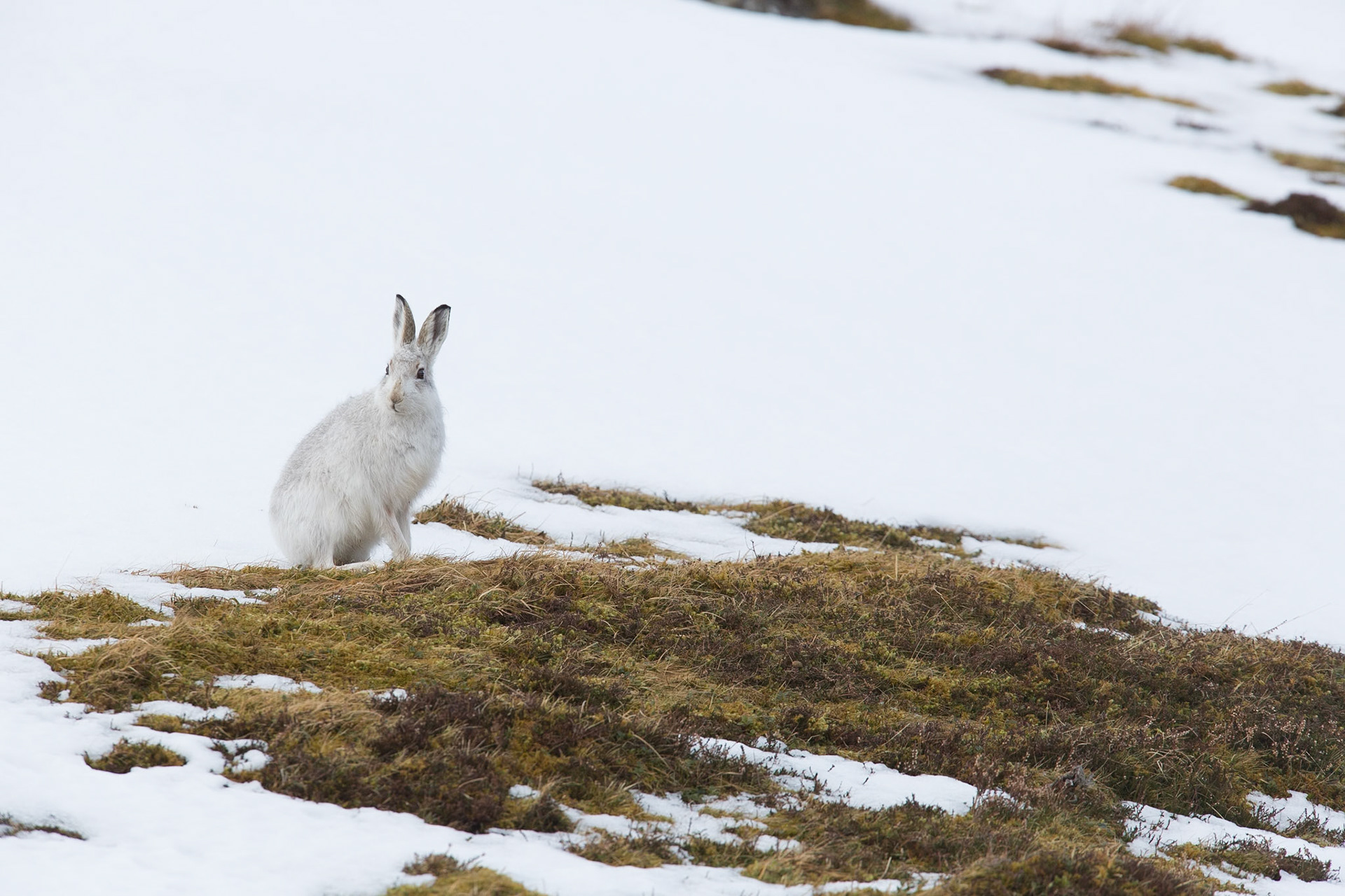 Mountain Hare
