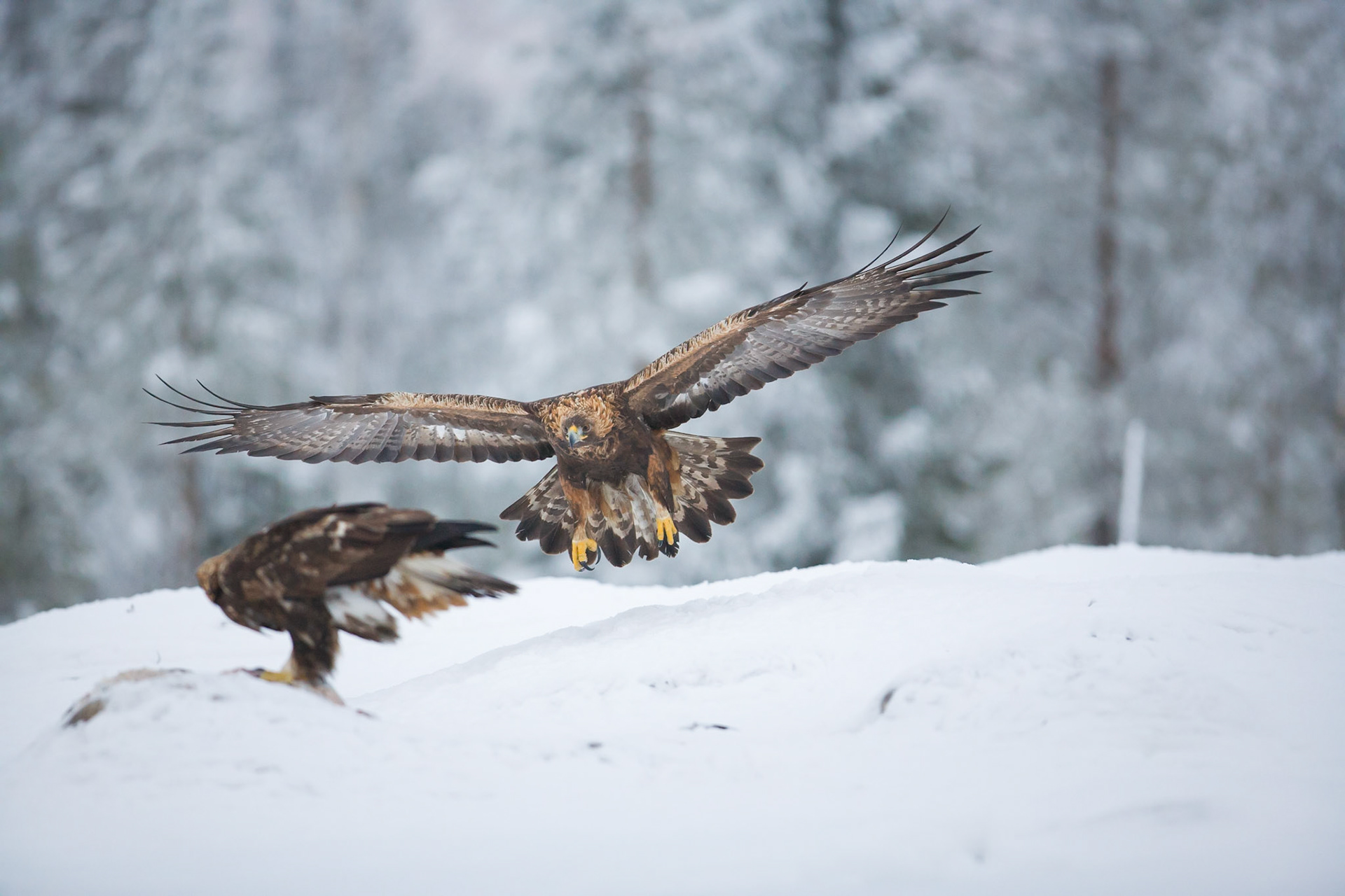 Golden Eagle (Finland)