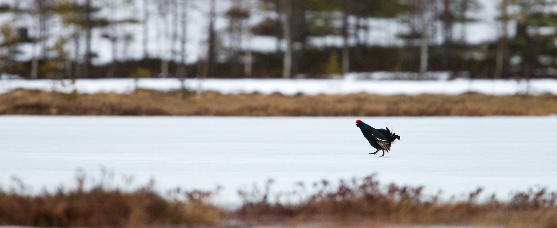 Black Grouse (Finland)