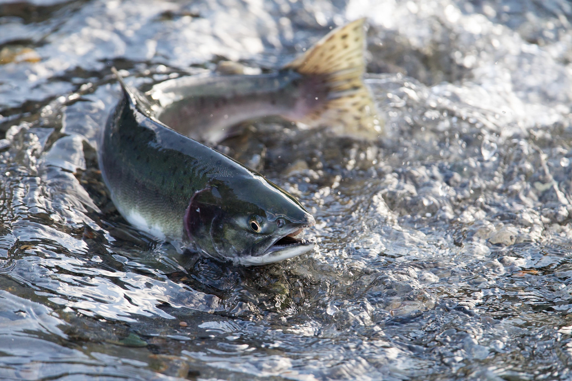 Pink Salmon (Valdez)
