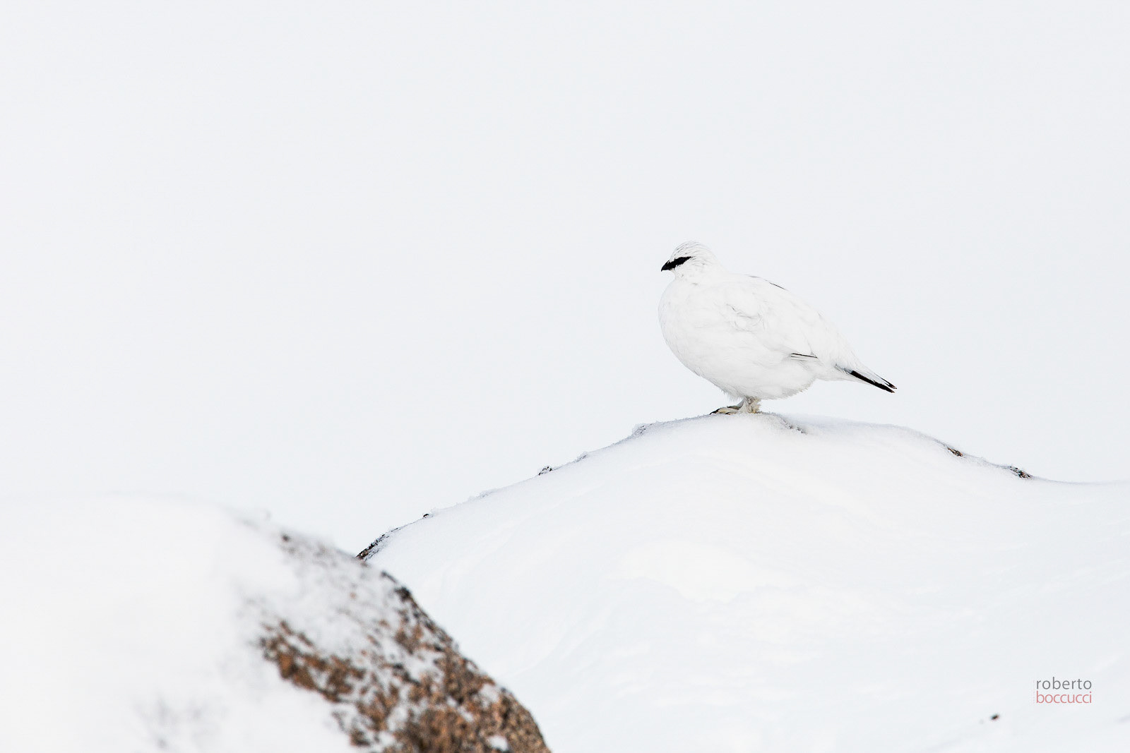 Ptarmigan