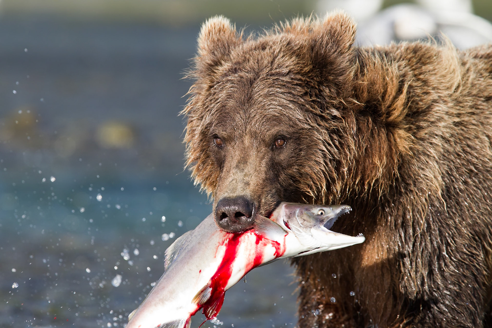Grizzly - Geographic Harbor