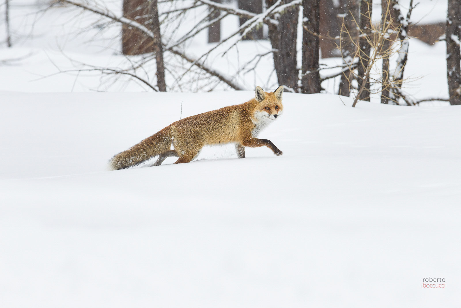Red fox - Valnoney