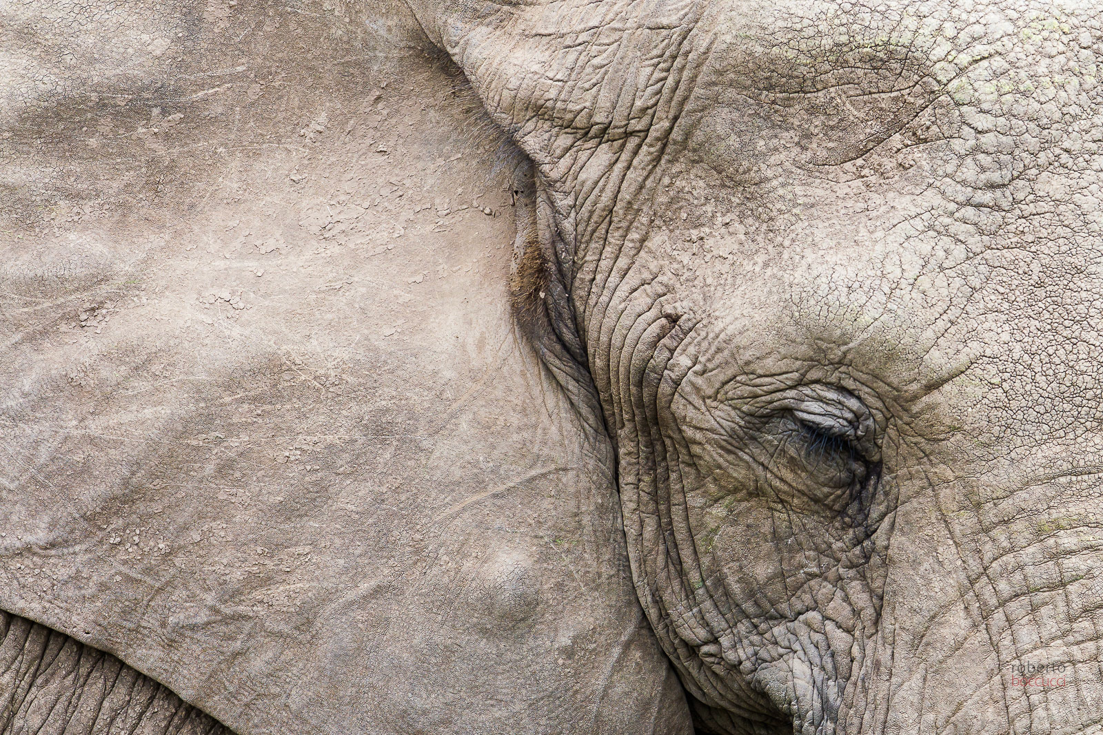 Elefante (Masai Mara)