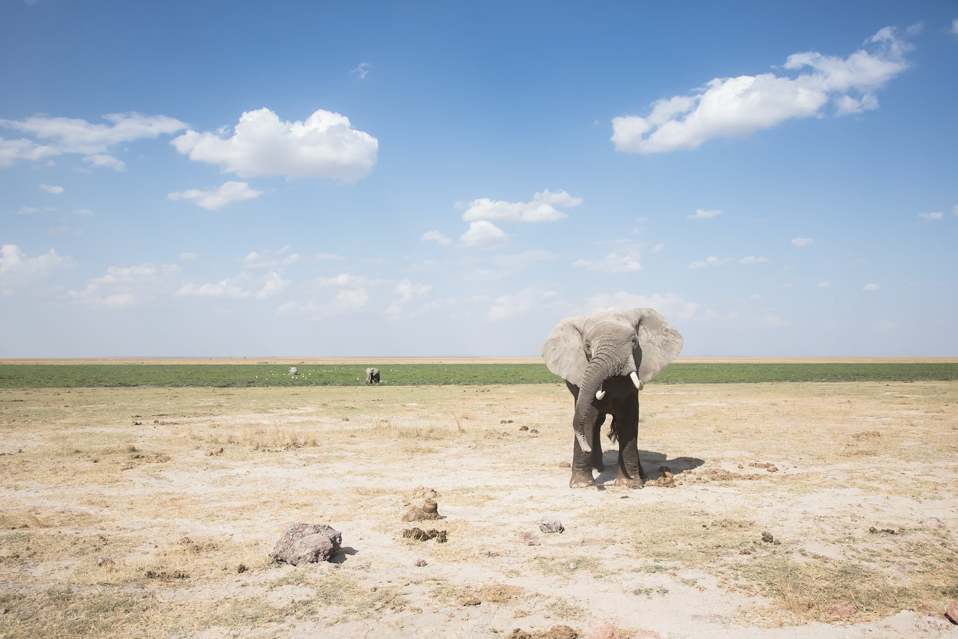 Elefante (Amboseli)