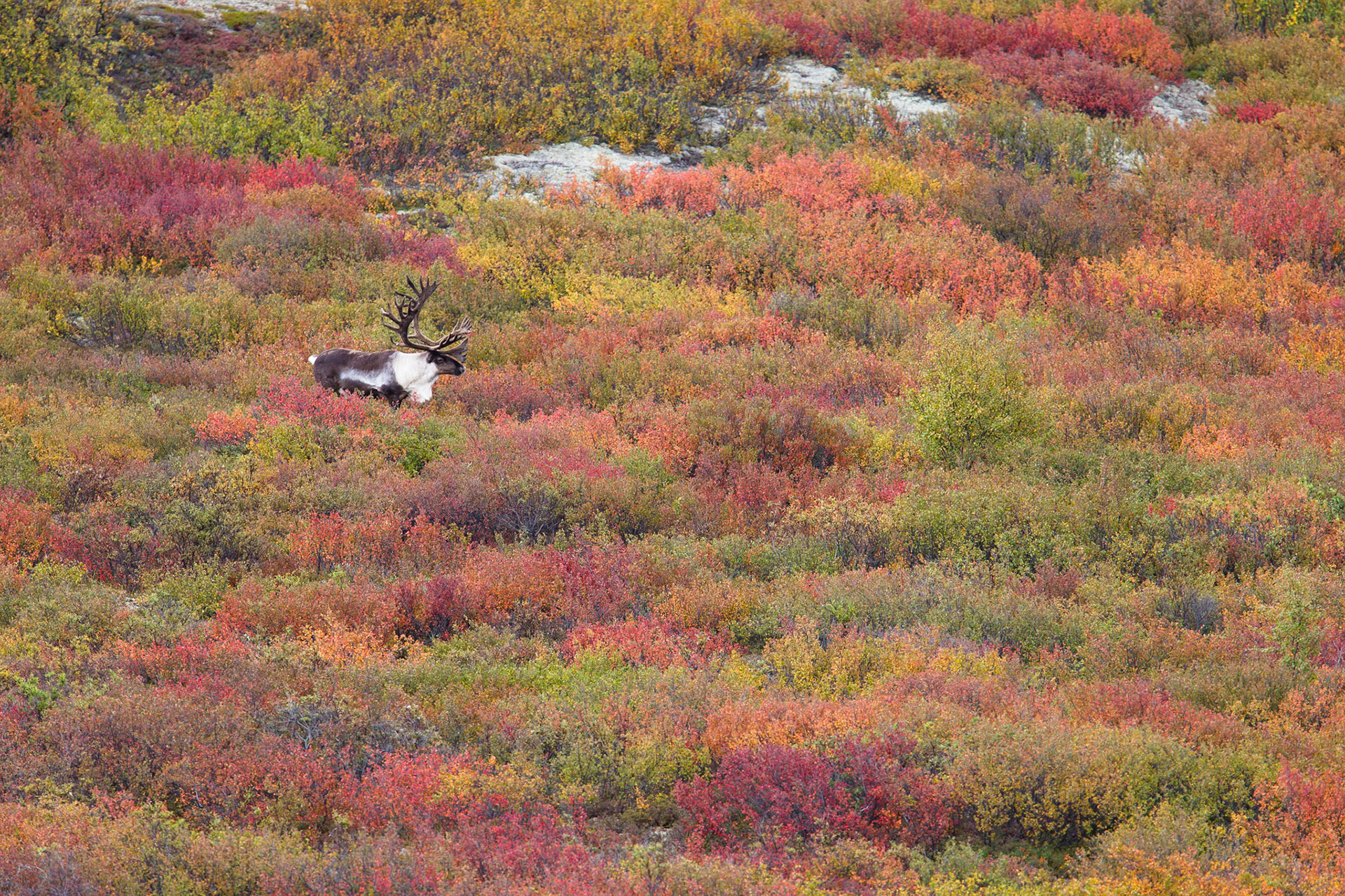Caribou- Denali NP