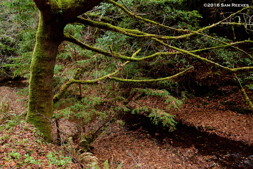 Gazos Creek