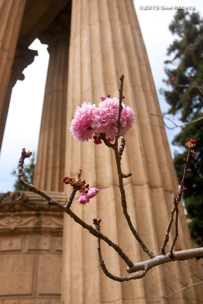 Palace of Fine Arts, San Francisco
