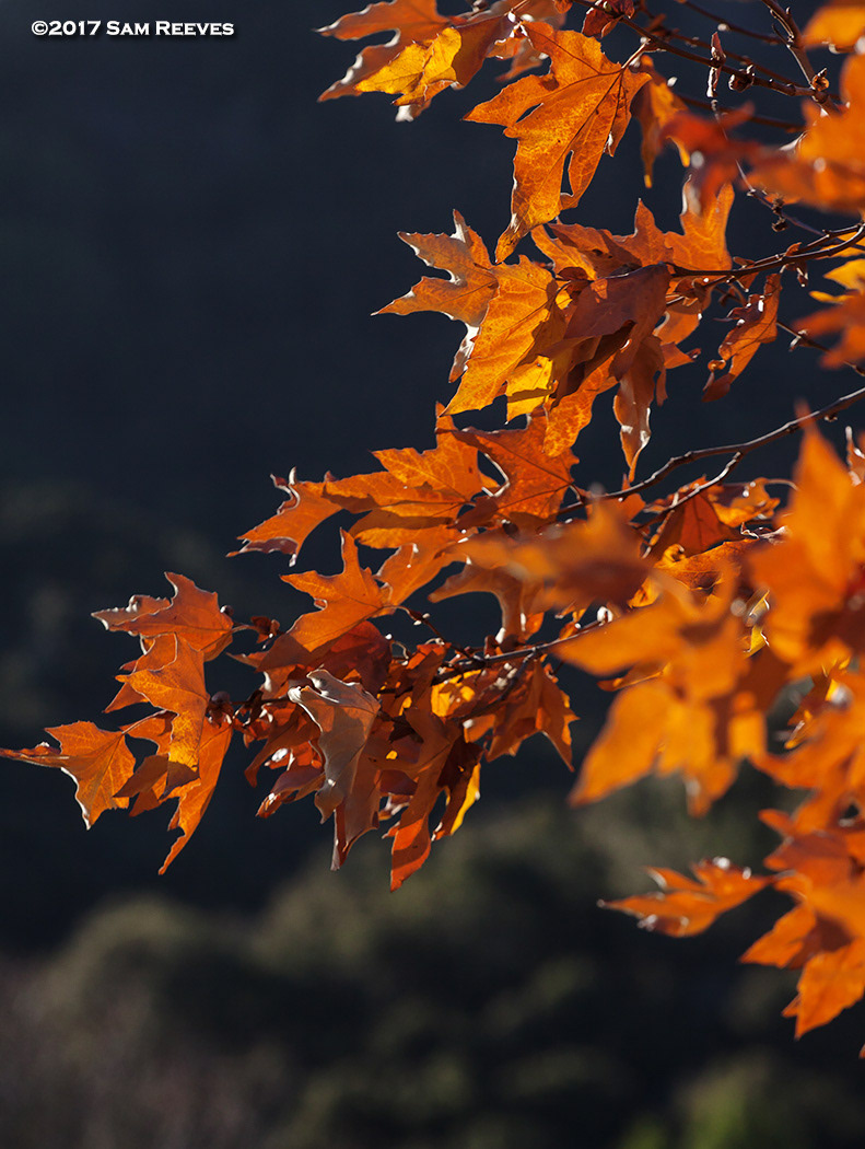 Carmel Valley