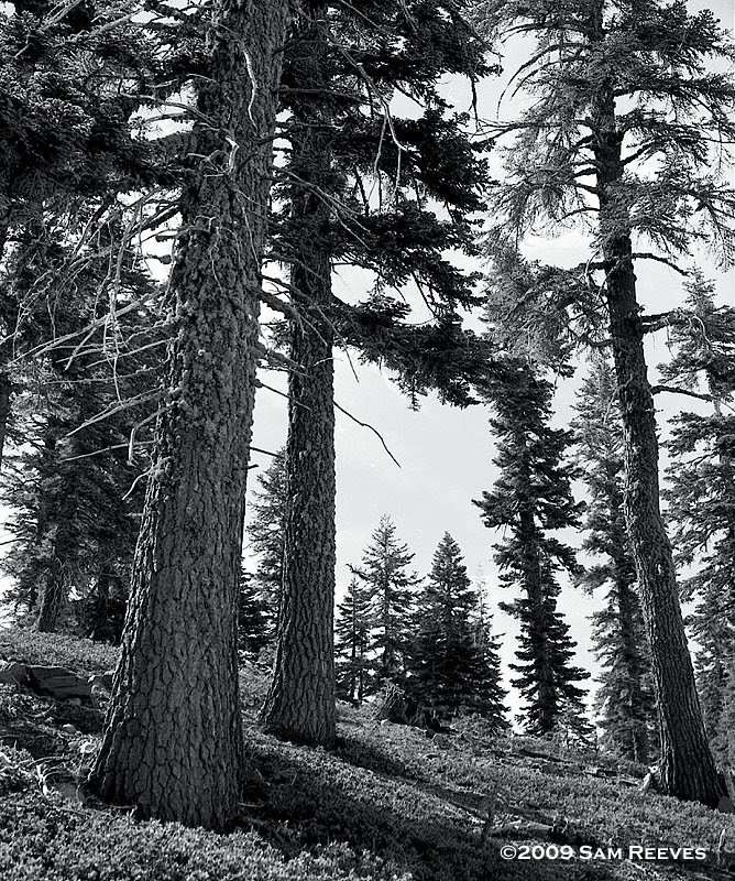 Mount Shasta