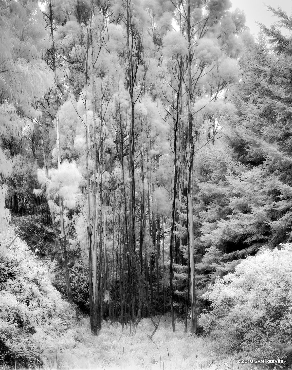 Bolinas