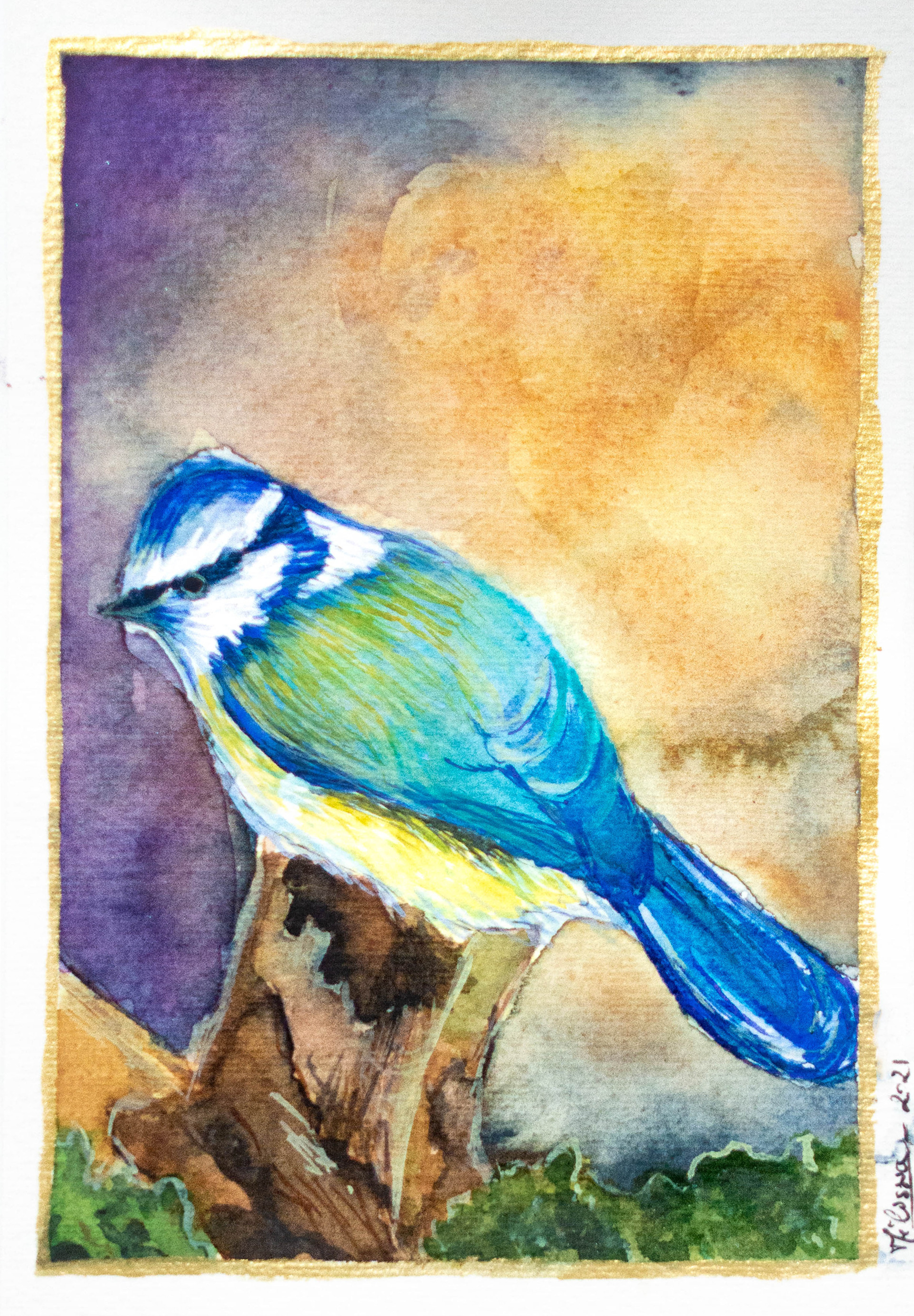 Mésange Bleu