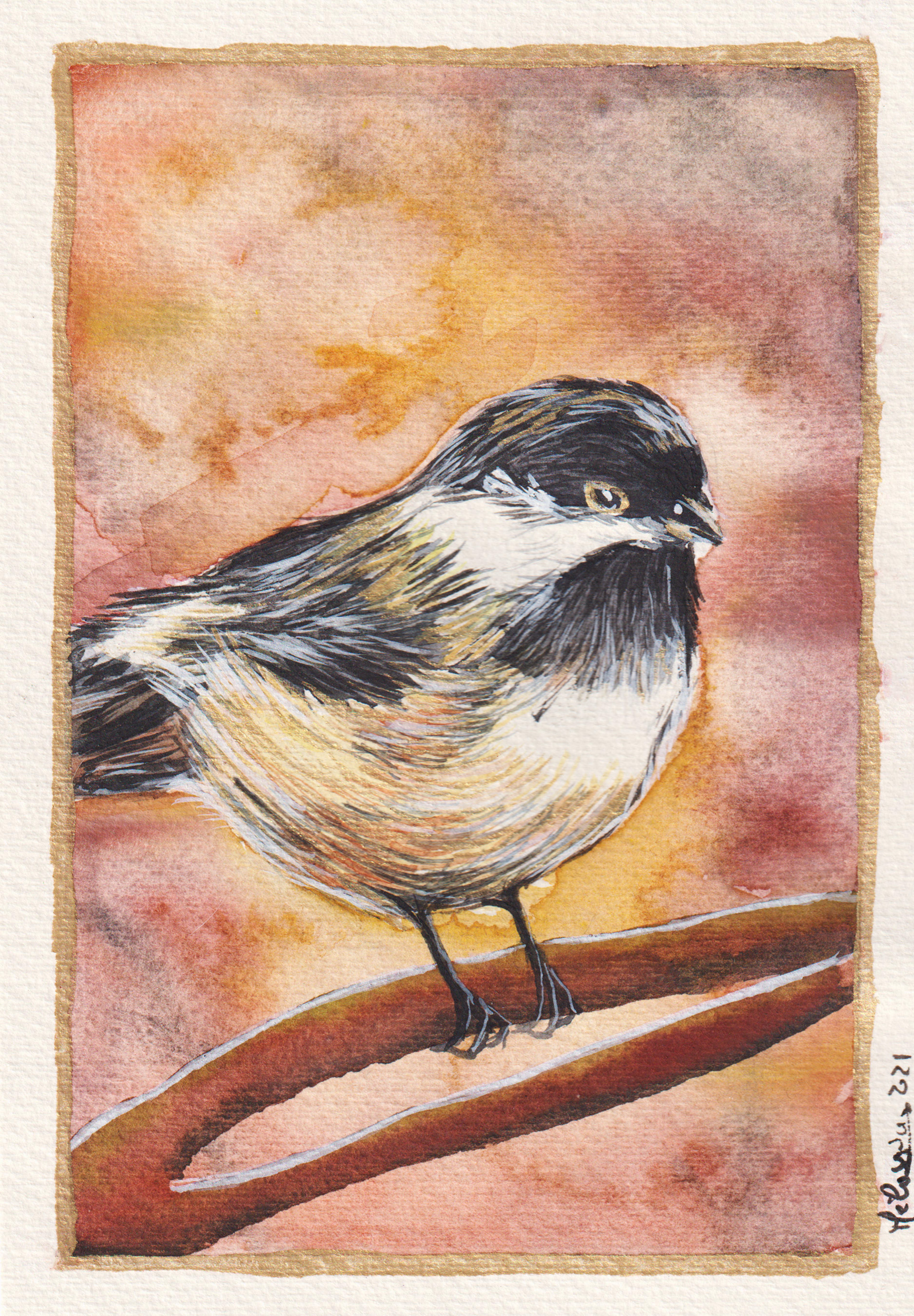 Mésange à tête noir