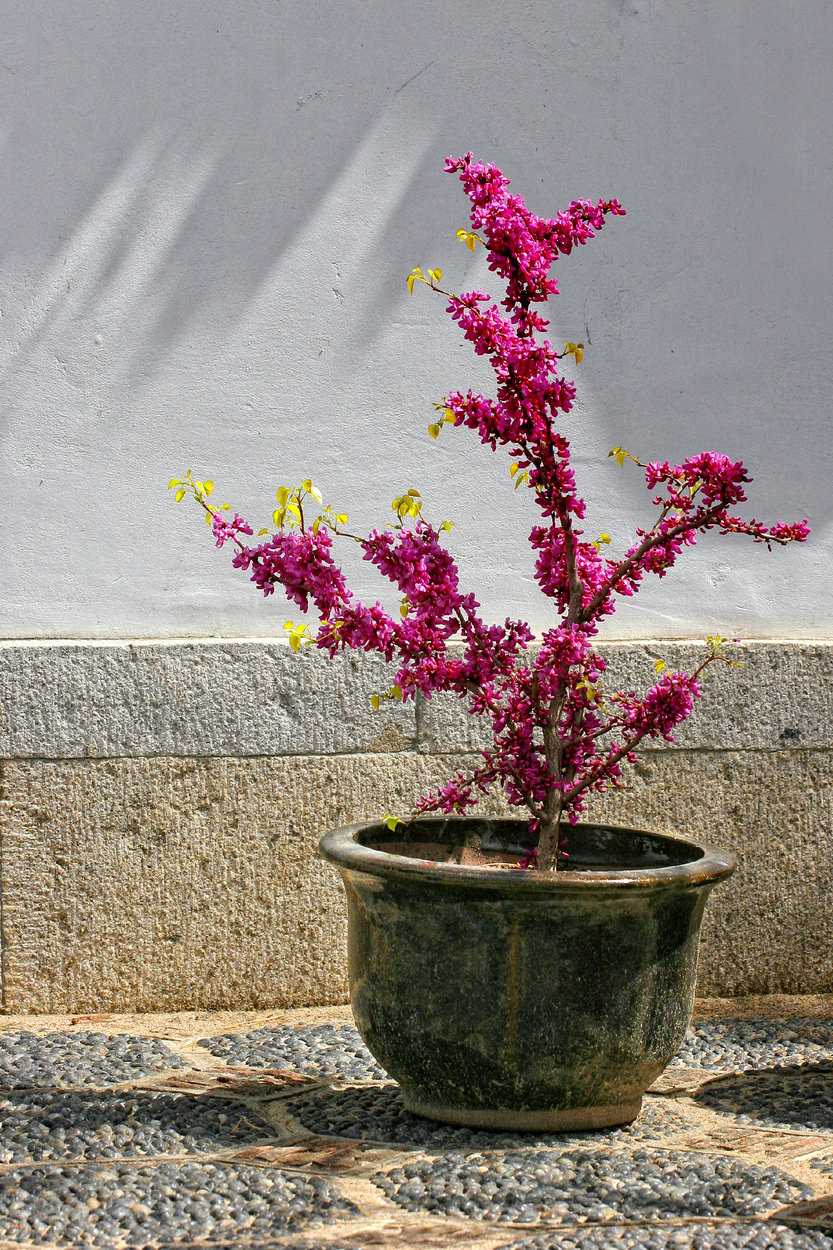 Jardin botanique de Montréal