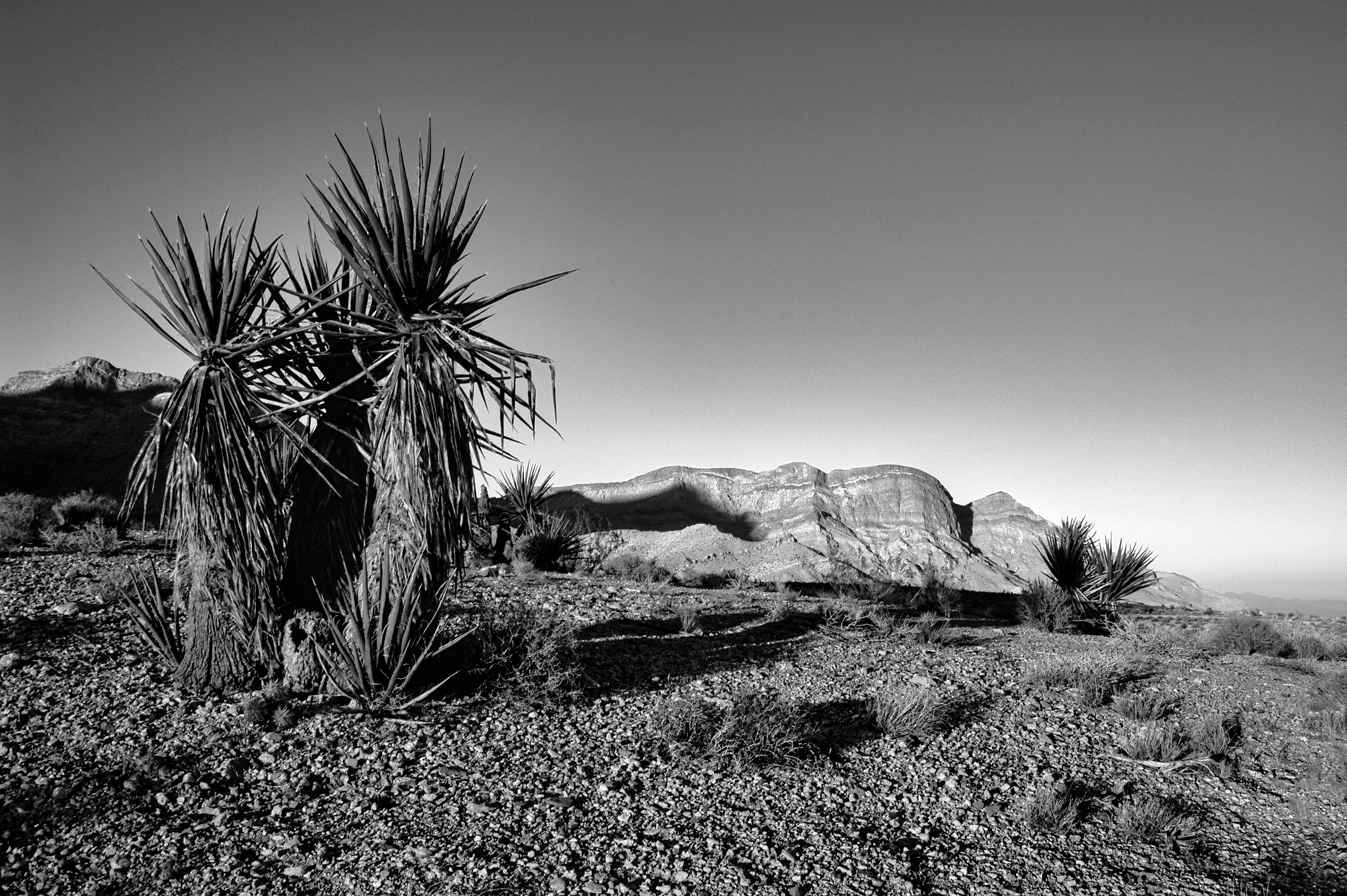 Joshua Tree