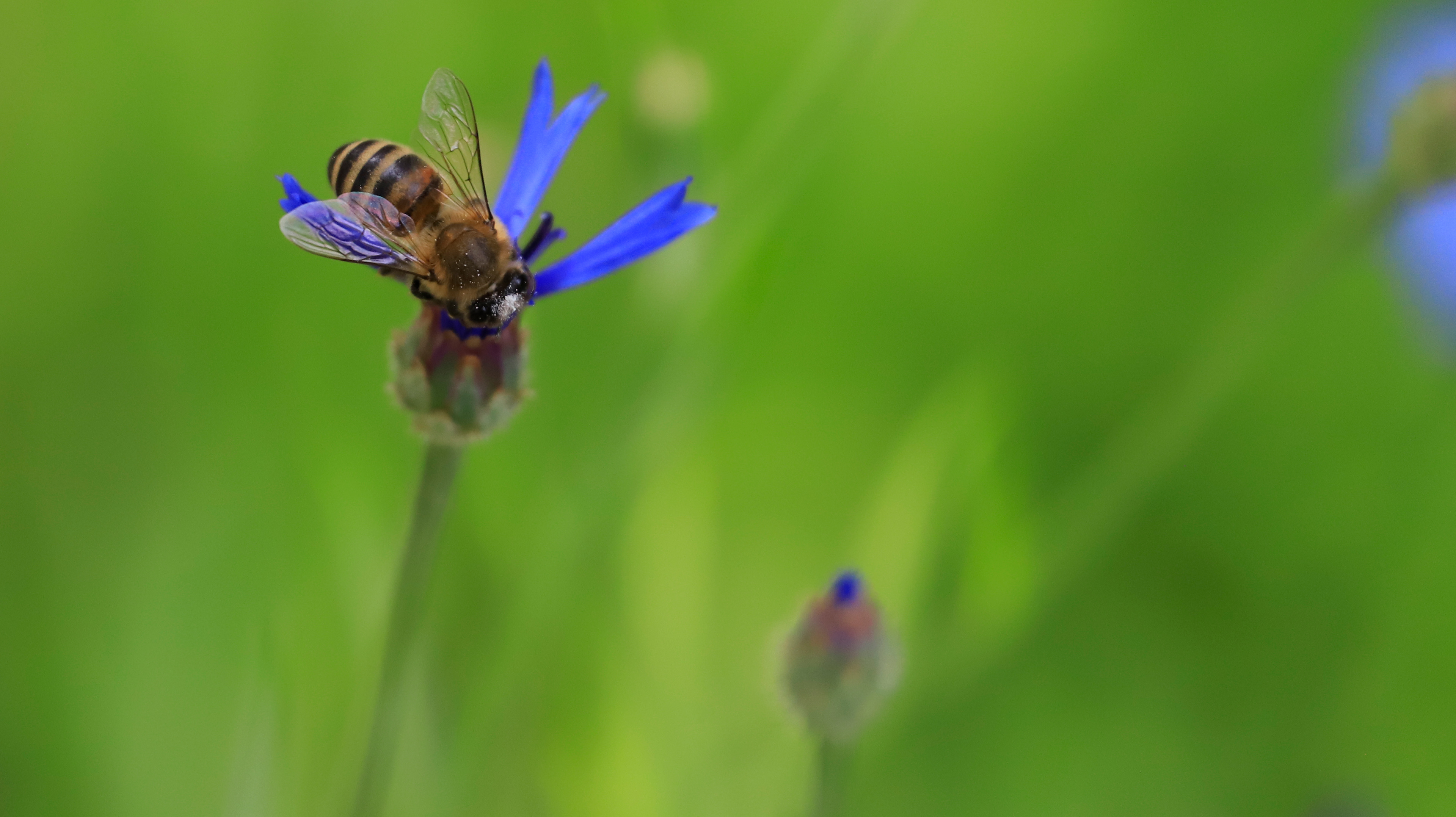 Buzz ou Bizzz, poudre ou pollen