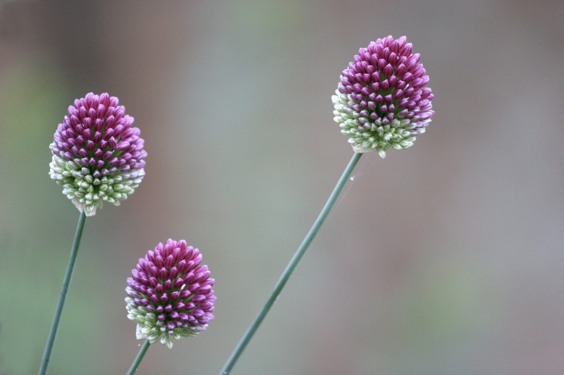 Jardin botanique de Montréal
