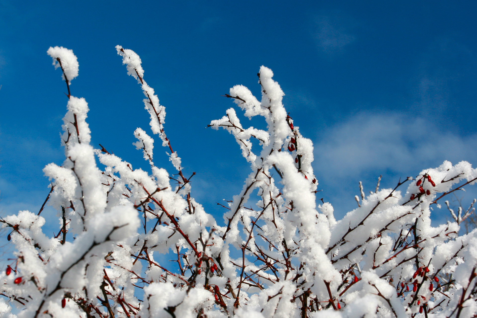 Jardin botanique de Montréal