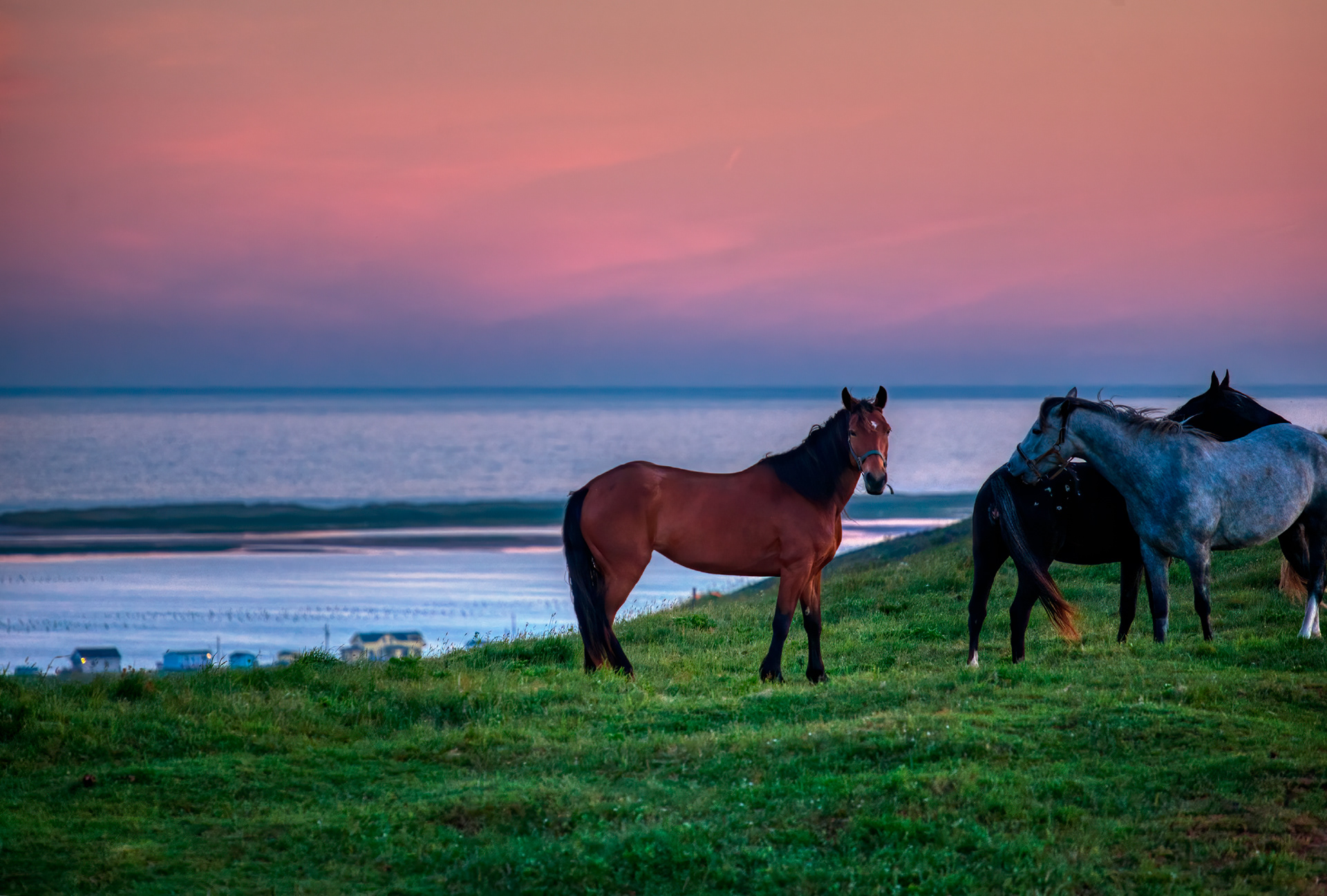 Chevaux sur la butte