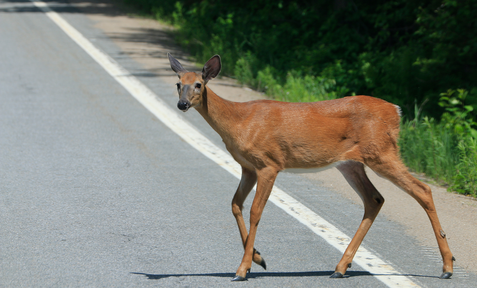 Attention - Traverse de chevreuils