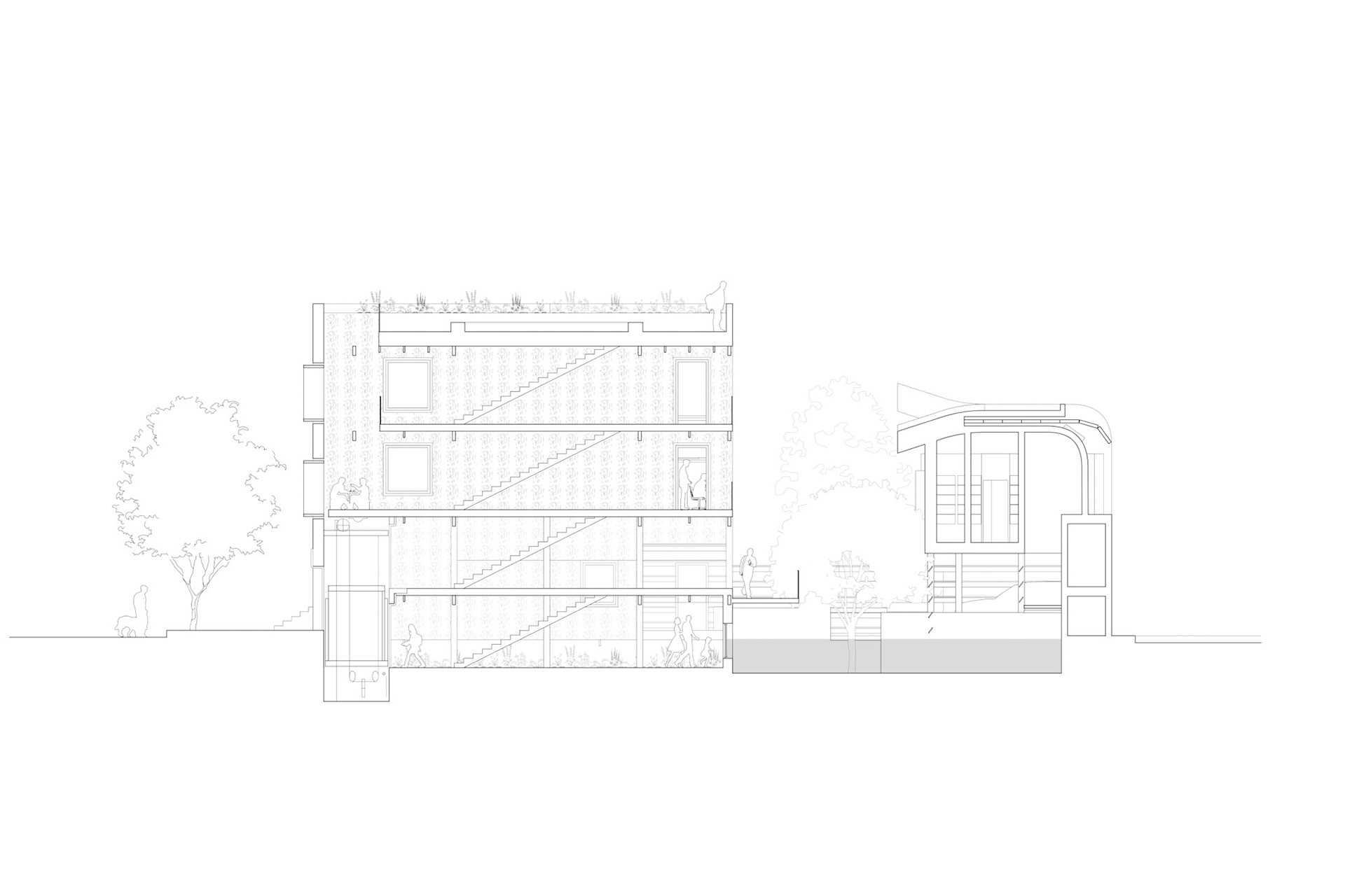 Longitudinal Section
