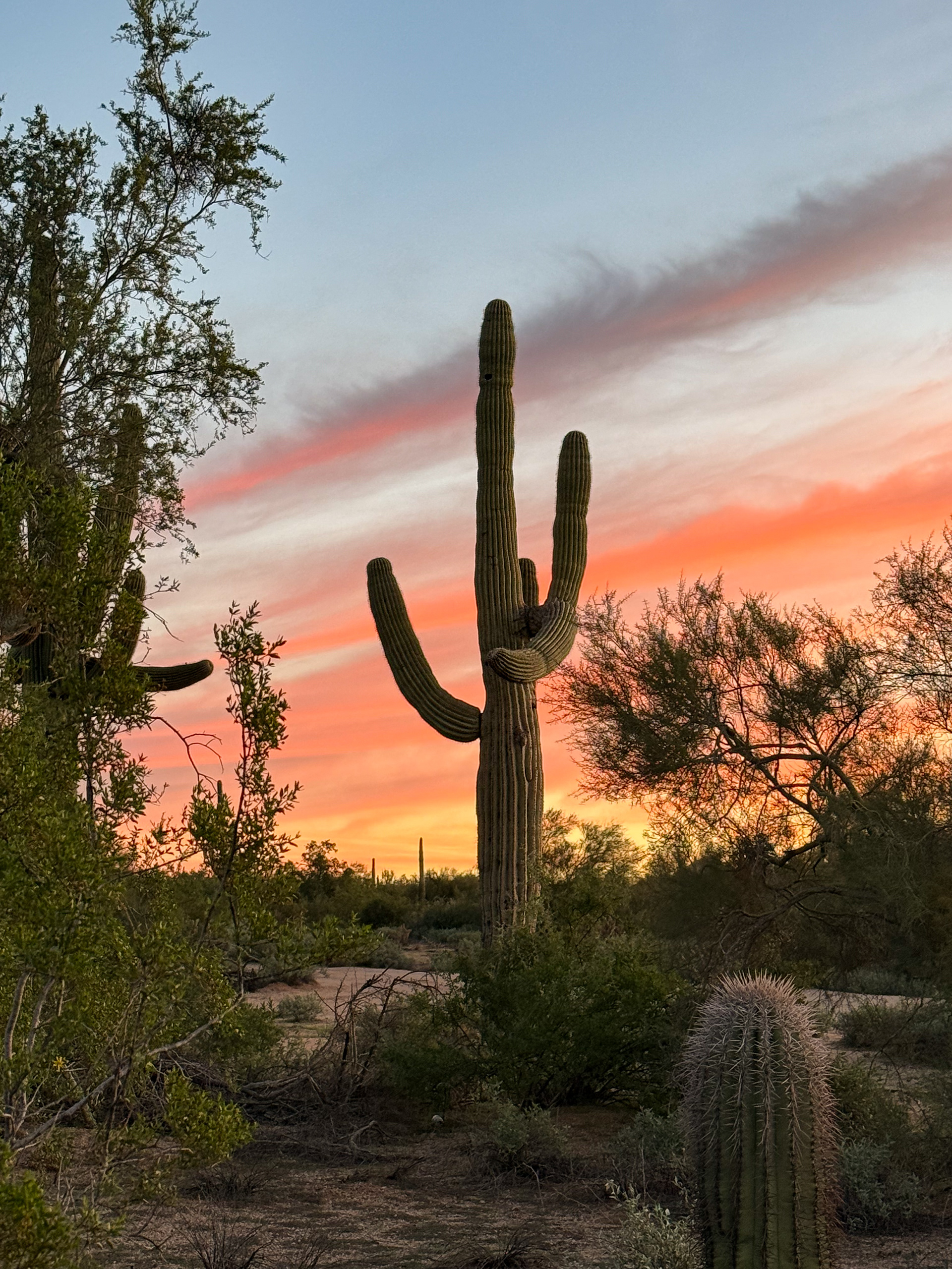 Saguaro Sunrise
