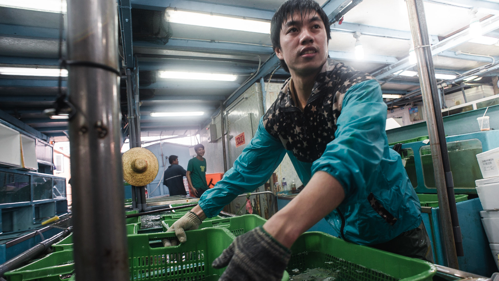 Aberdeen Wholesale Fish Market, Hong Kong