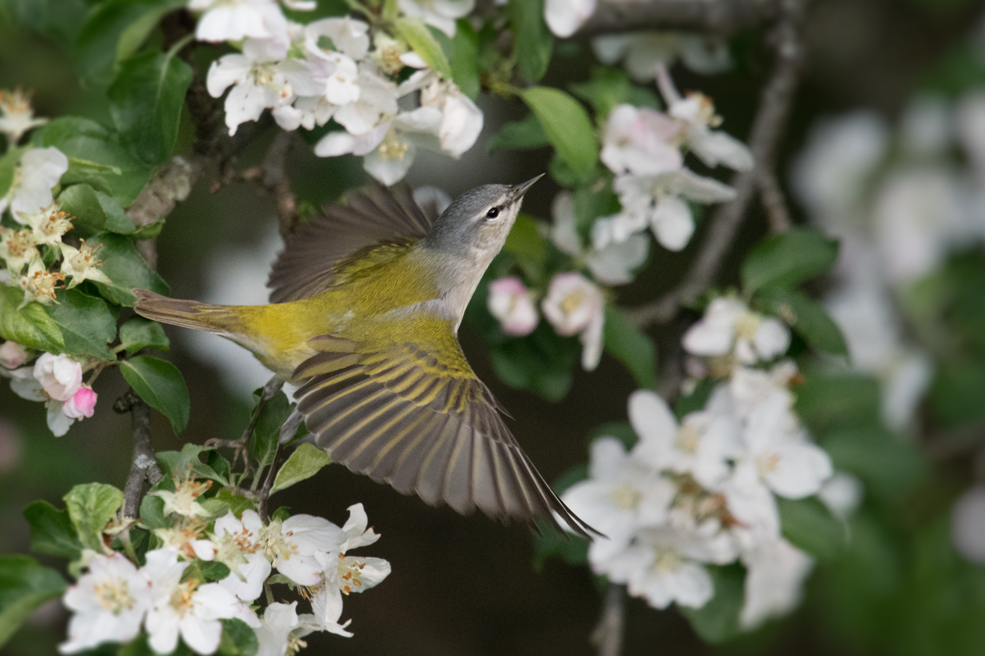 Tennessee Warbler breeding male spreads wings to take flight in blooming apple tree