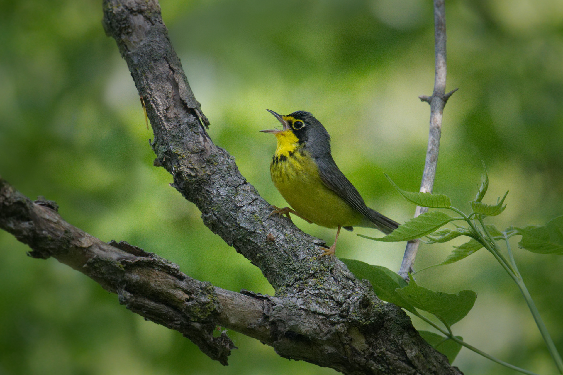 Canada Warbler breeding male singing at Magee Marsh wildlife area in Ohio