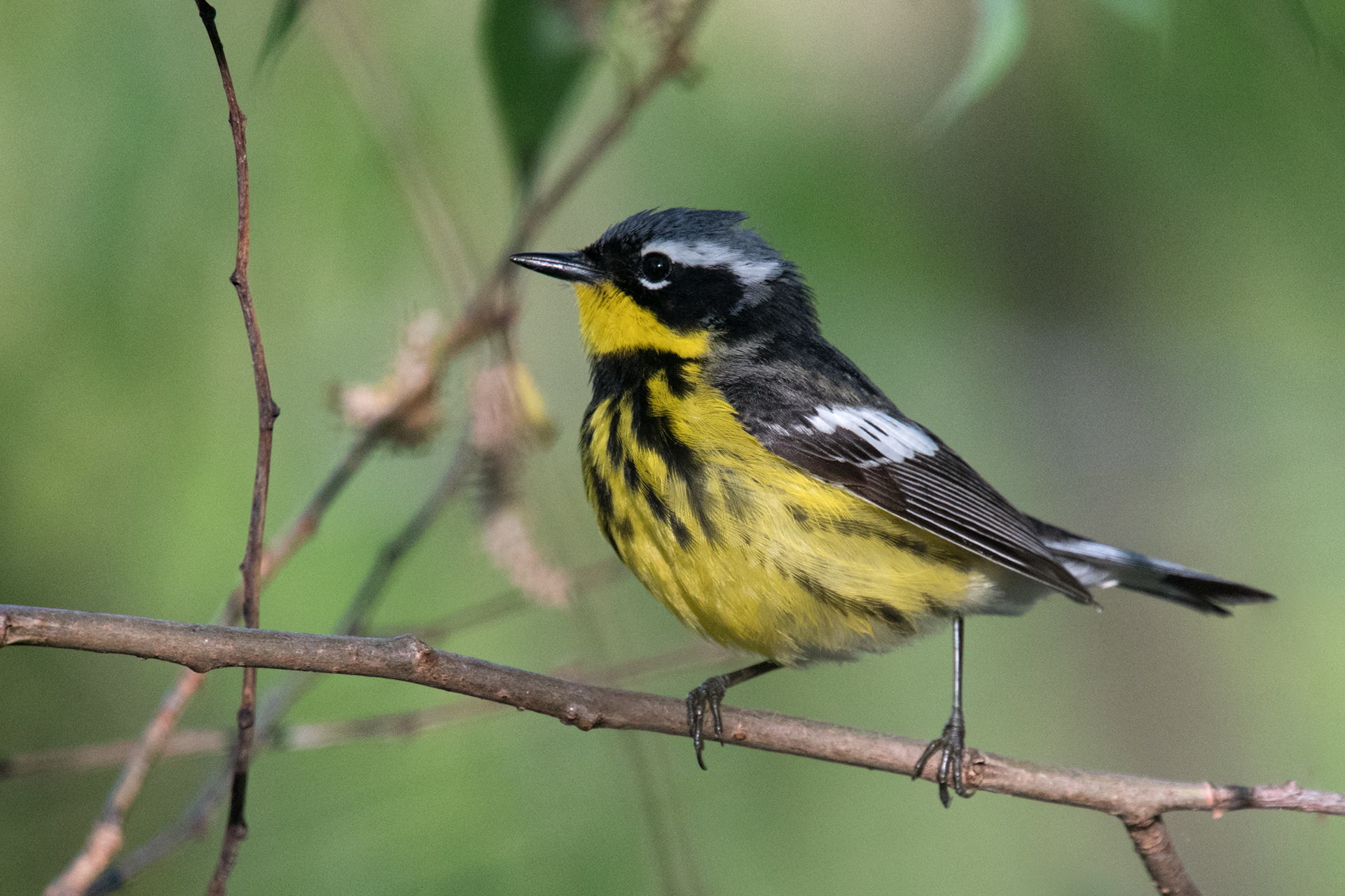 Magnolia Warbler breeding male close up at Magee Marsh wildlife area in Ohio