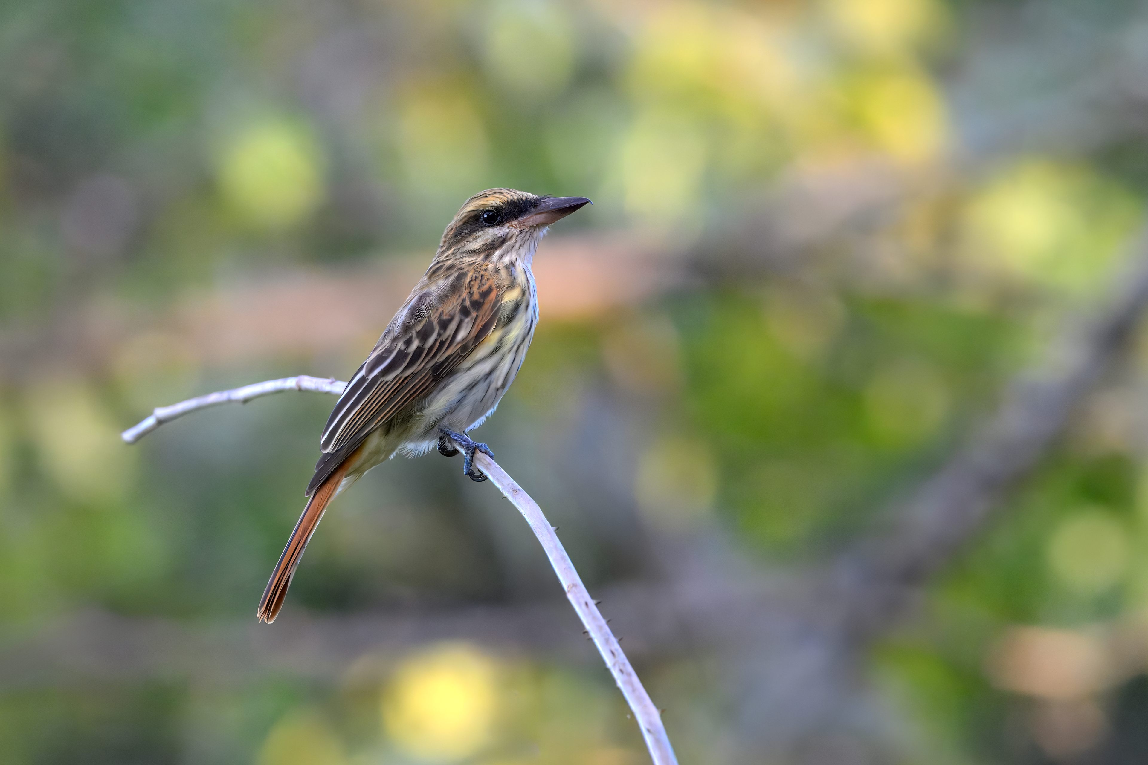 Streaked Flycatcher poses up close in Tarcoles, Costa Rica