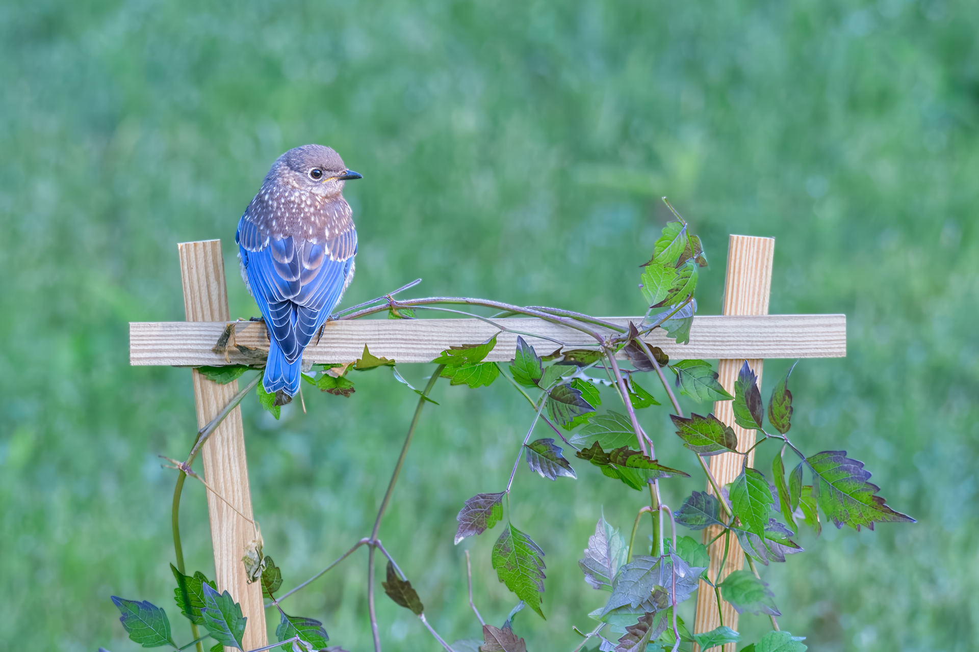 Juvenile male Eastern Bluebird poses on vine trellis in Syracuse, ny