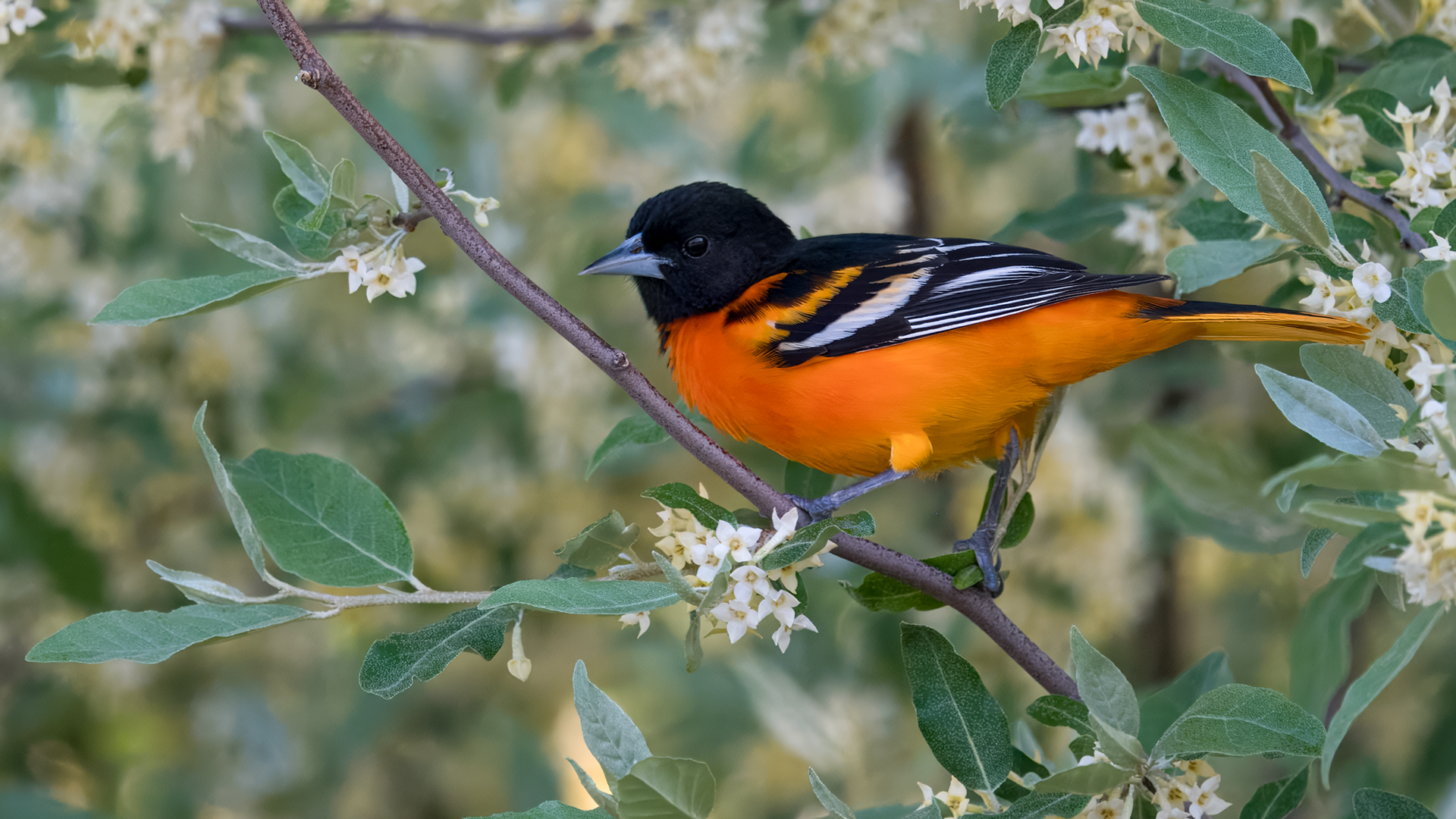 Baltimore Oriole breeding male poses in flowering tree at Magee Marsh Wildlife Area, Ohio