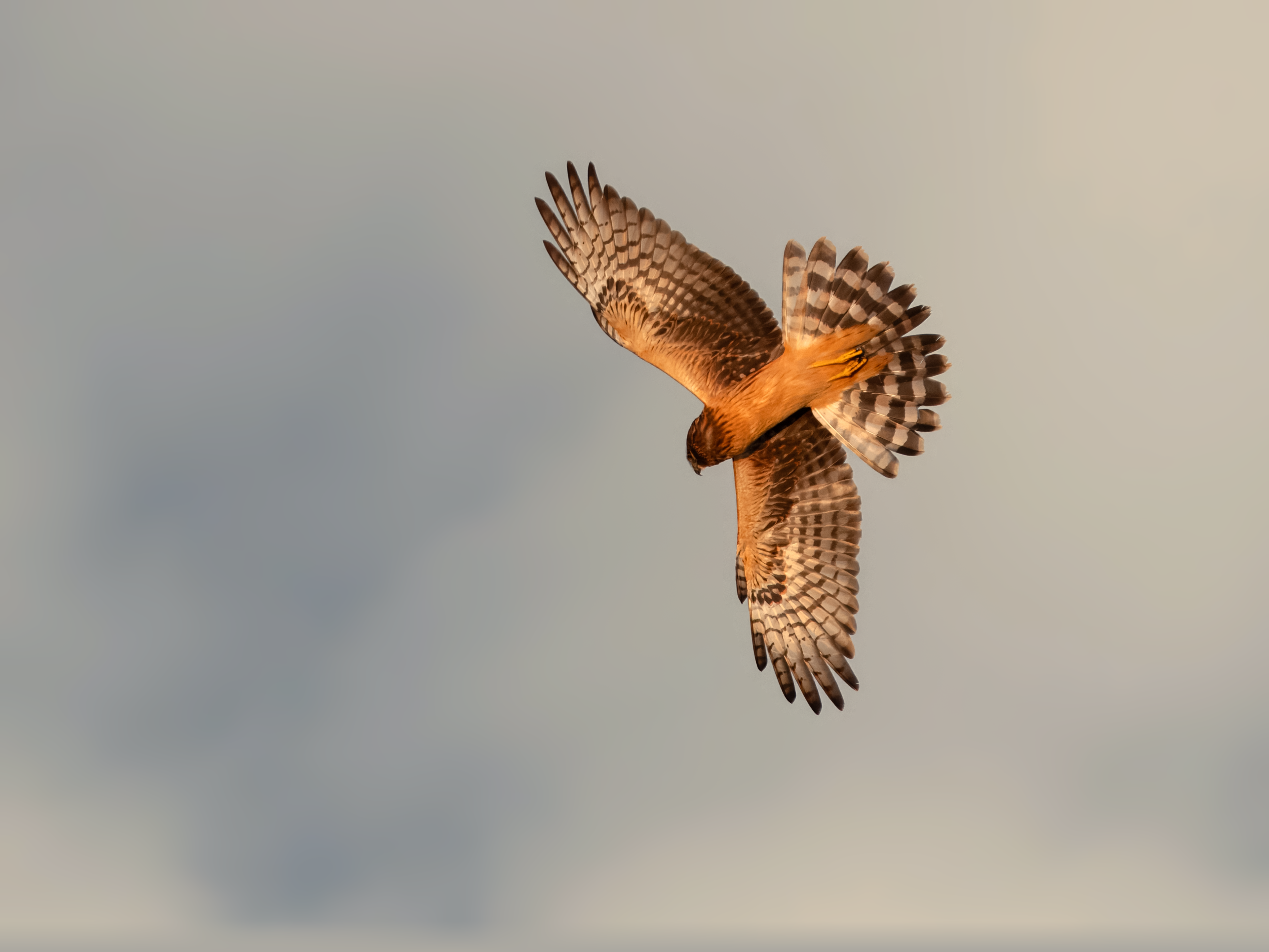 Northern Harrier goes into dive in the golden hour at Montezuma NWR, NY