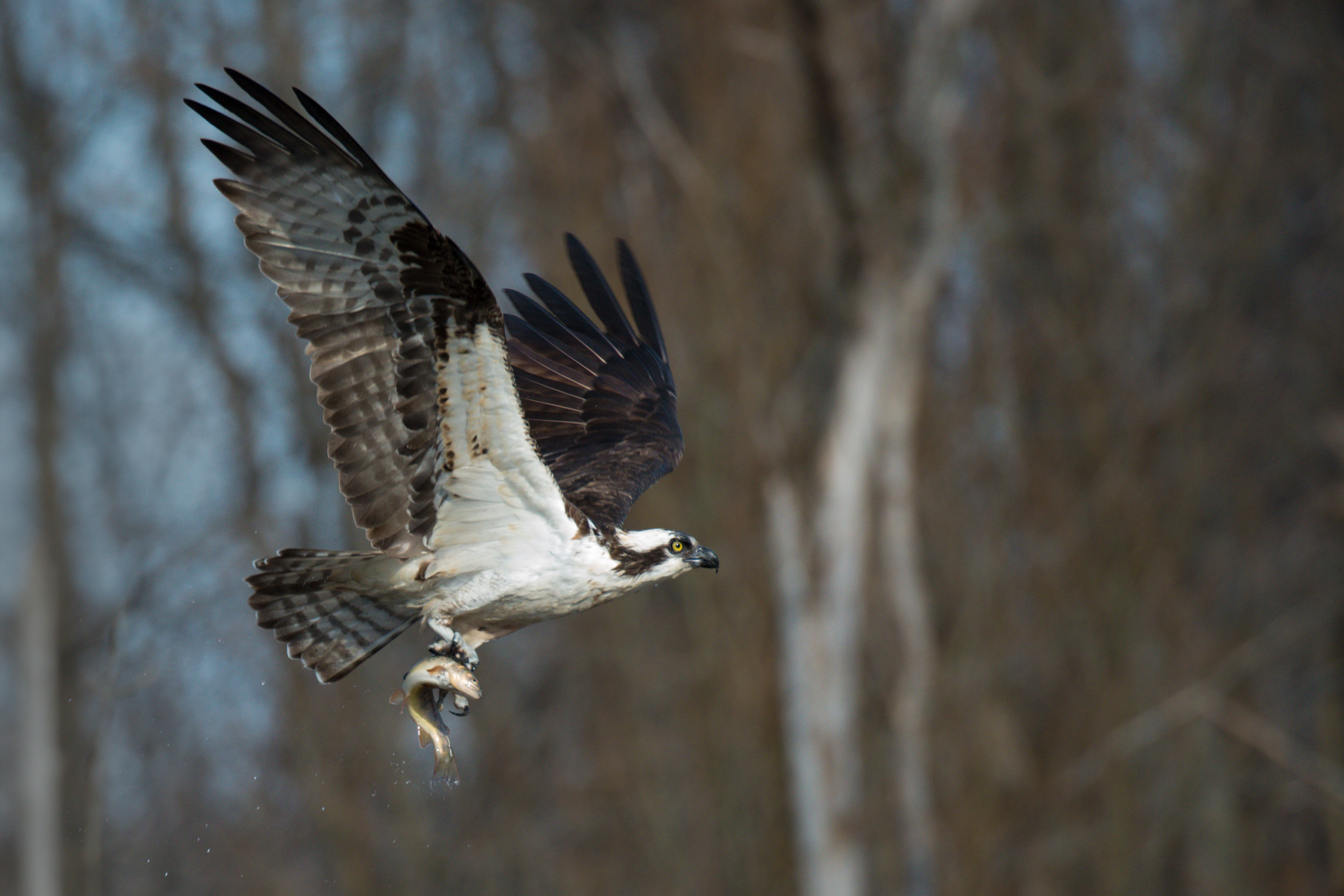 Osprey flies by with trout at Redmill Rd Swamp in Syracuse, NY